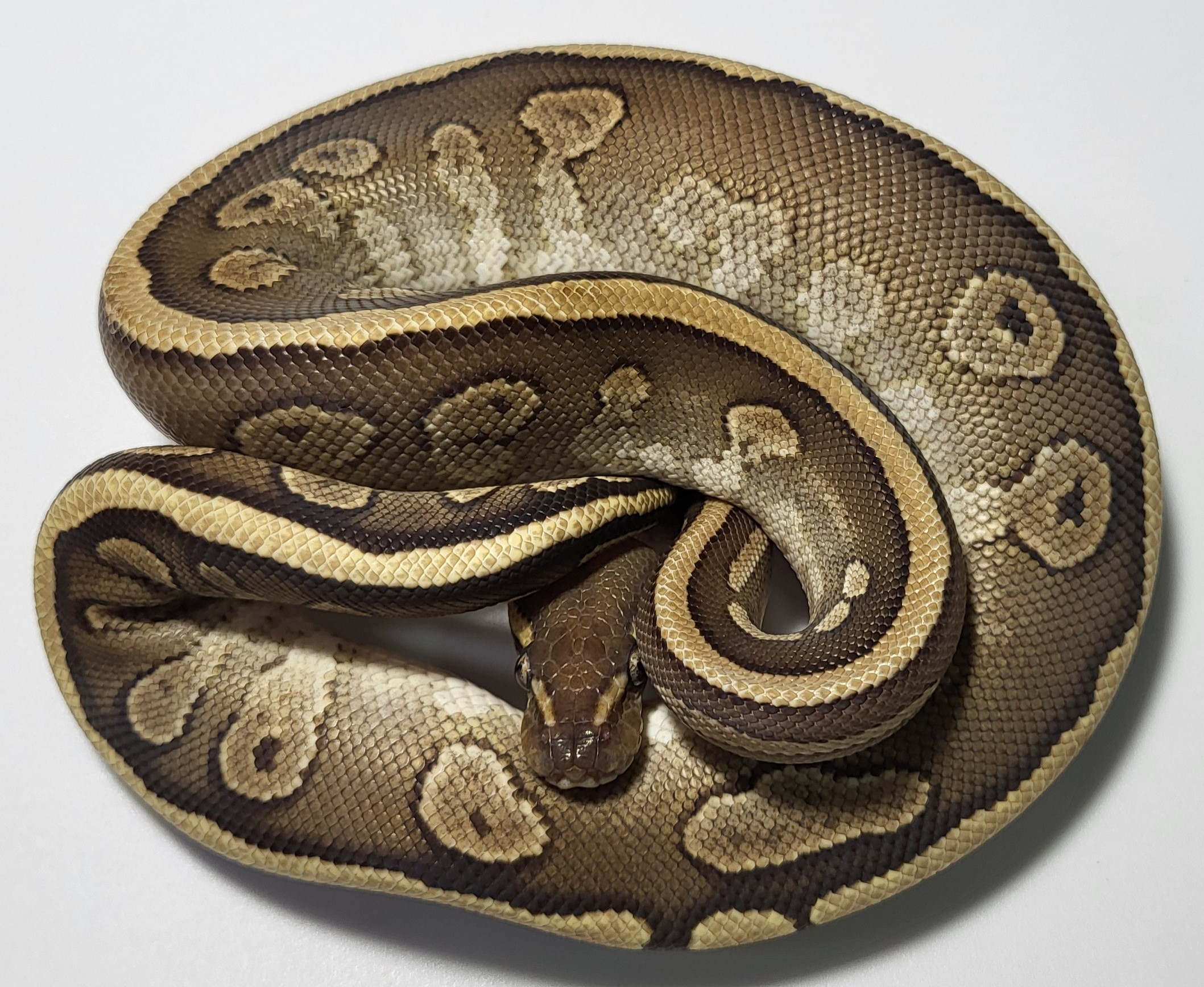 Red Stripe Yellowbelly Mojave het hypo