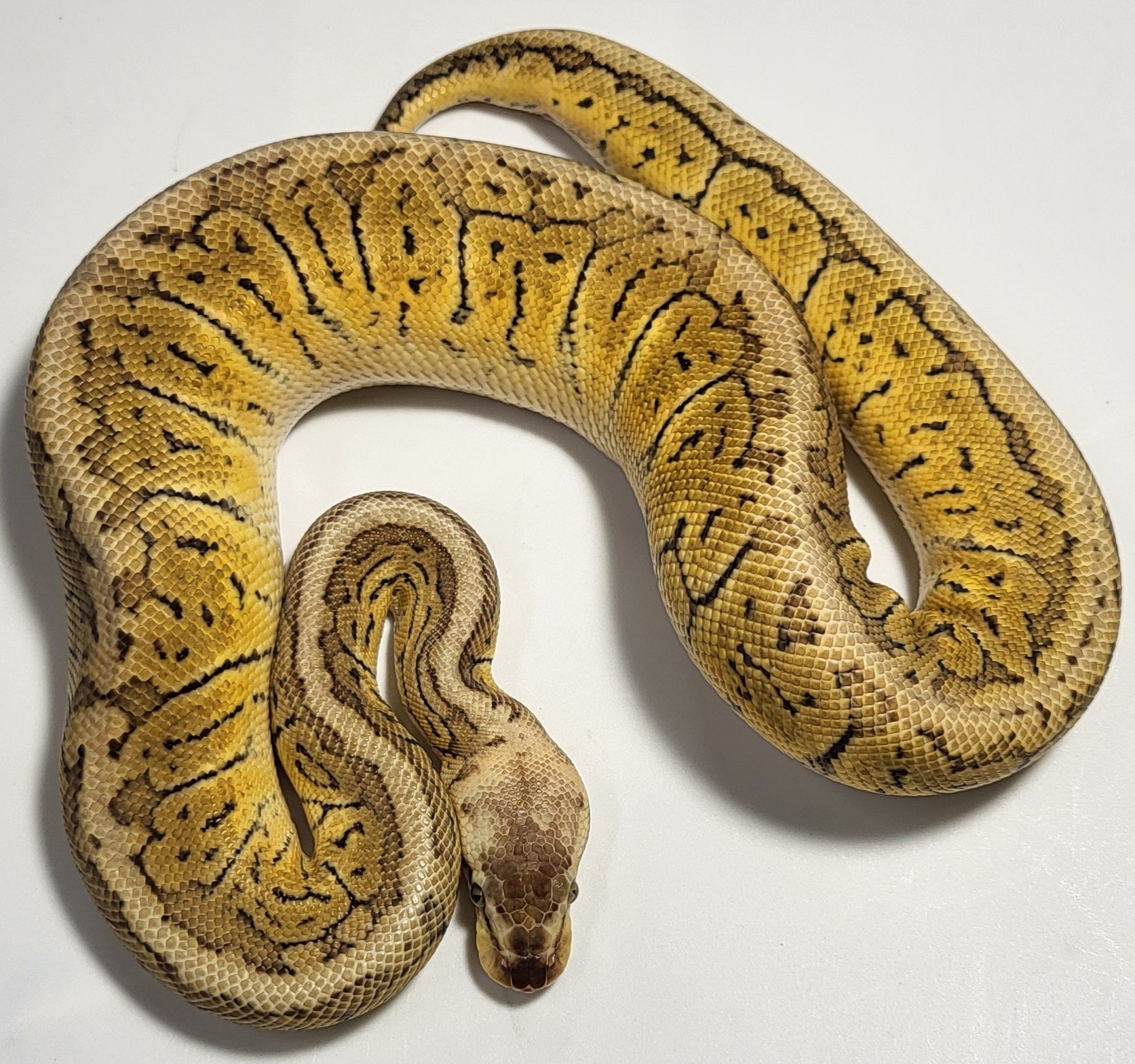 Super Pastel Pinstripe Hurricane 