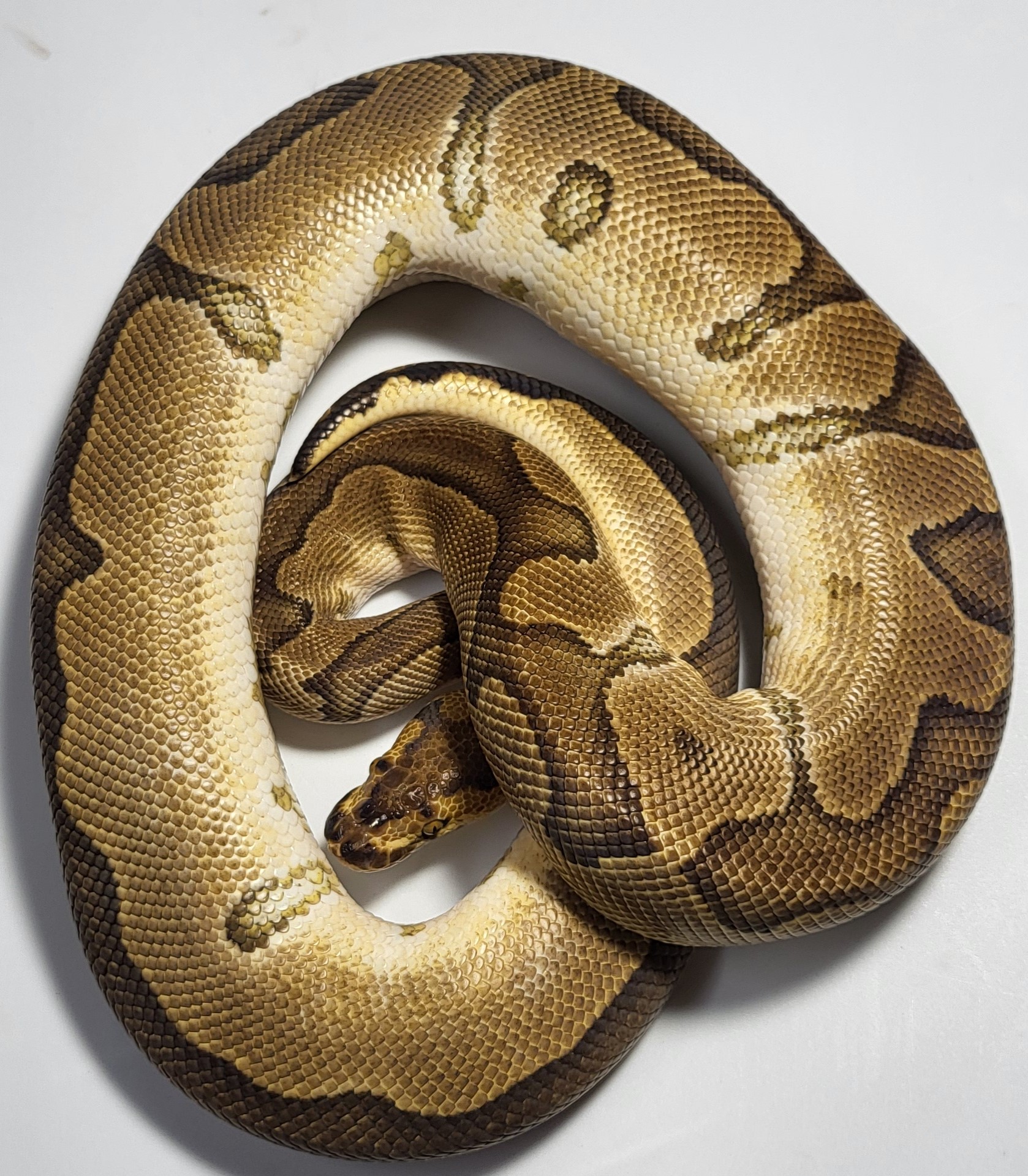 Enchi Clown 