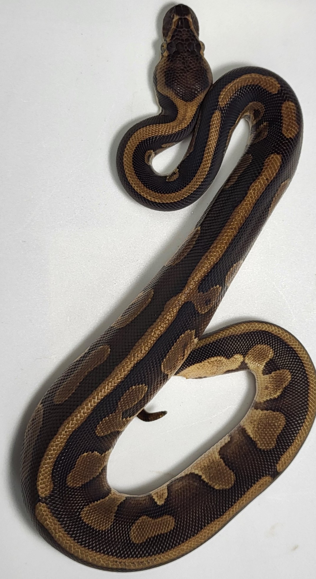 Leopard Mahogany het pied 
