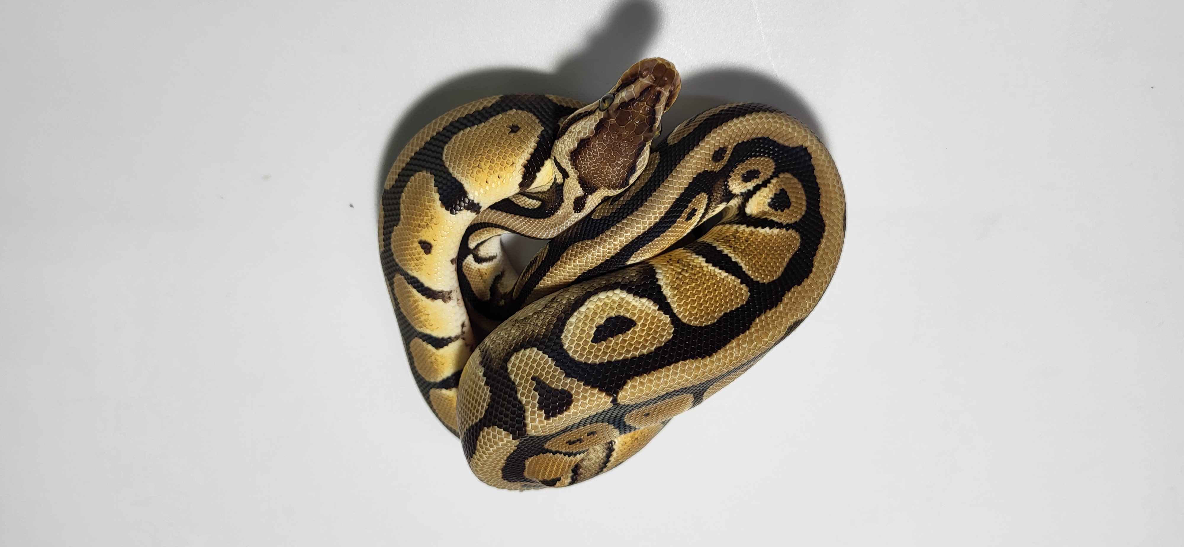 Pastel Red Stripe double het genetic stripe clown 