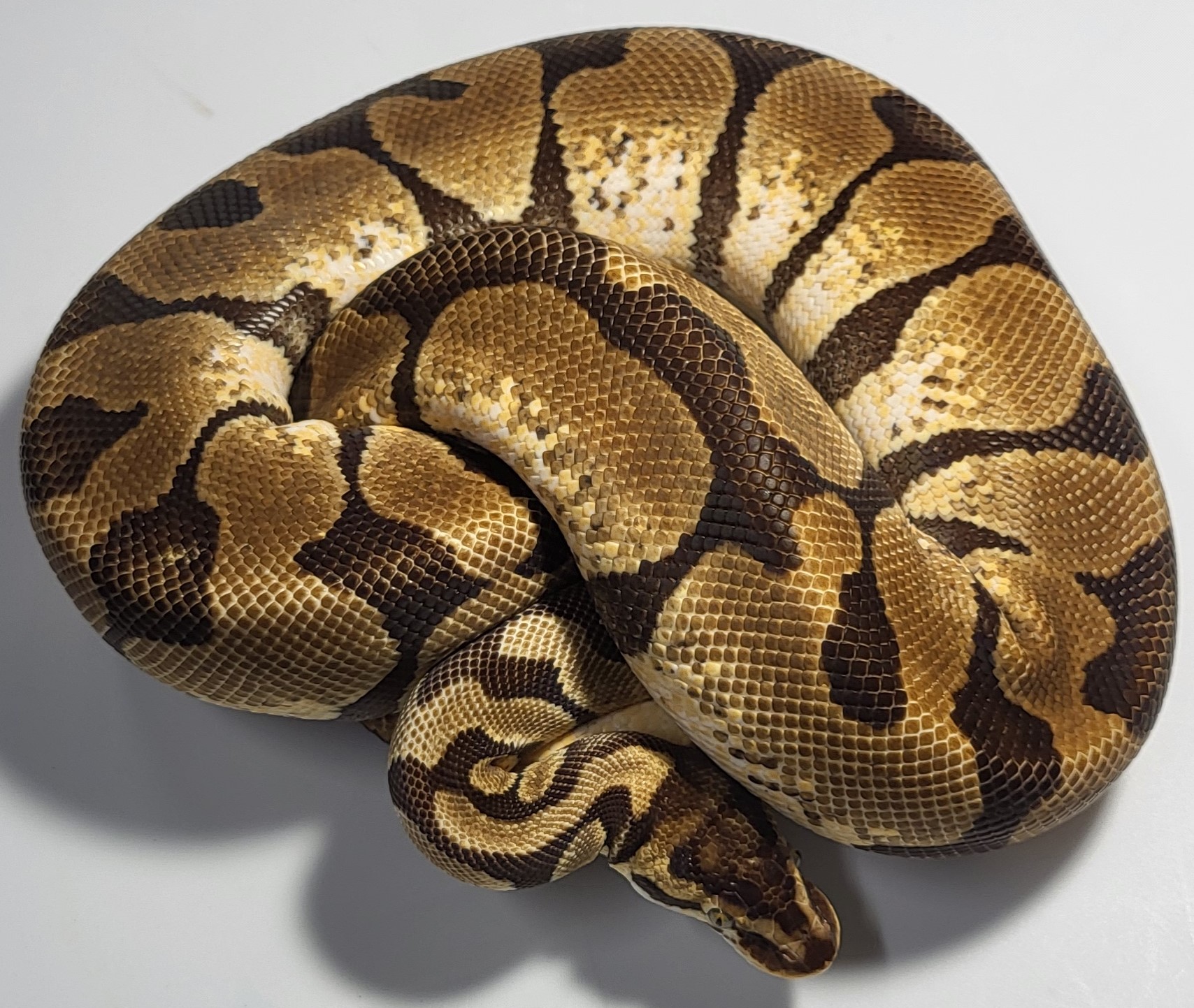 Enchi 