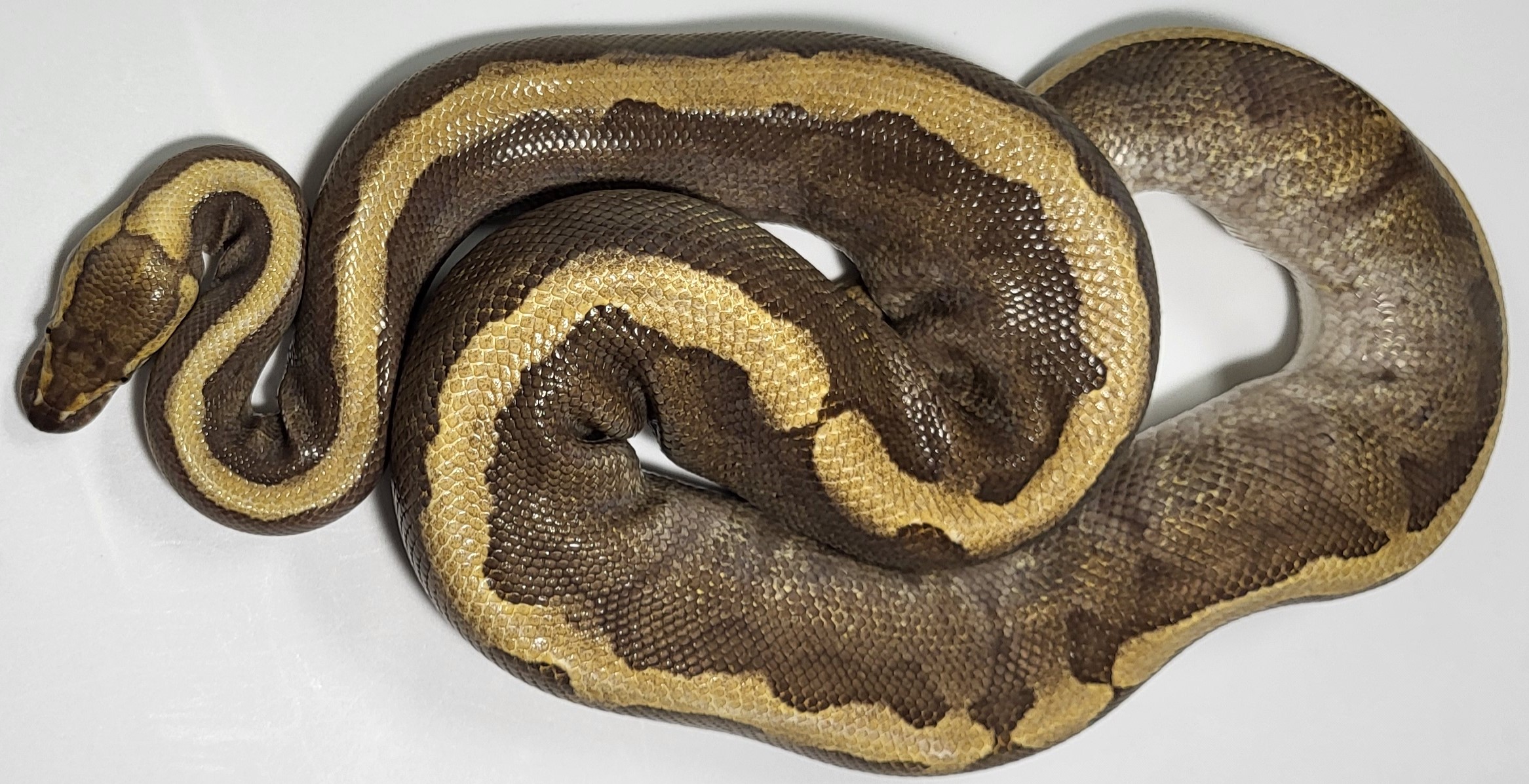 GHI Pinstripe Red Stripe Leopard Enchi 