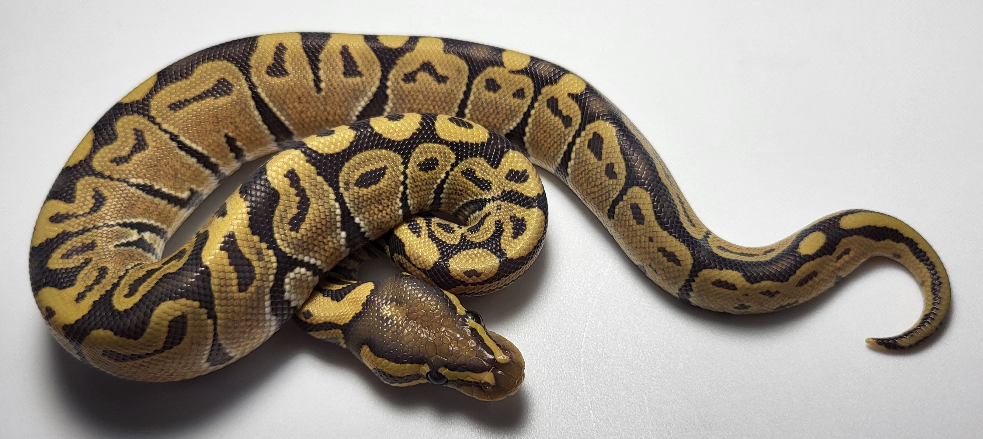 Hypo het axanthic 
