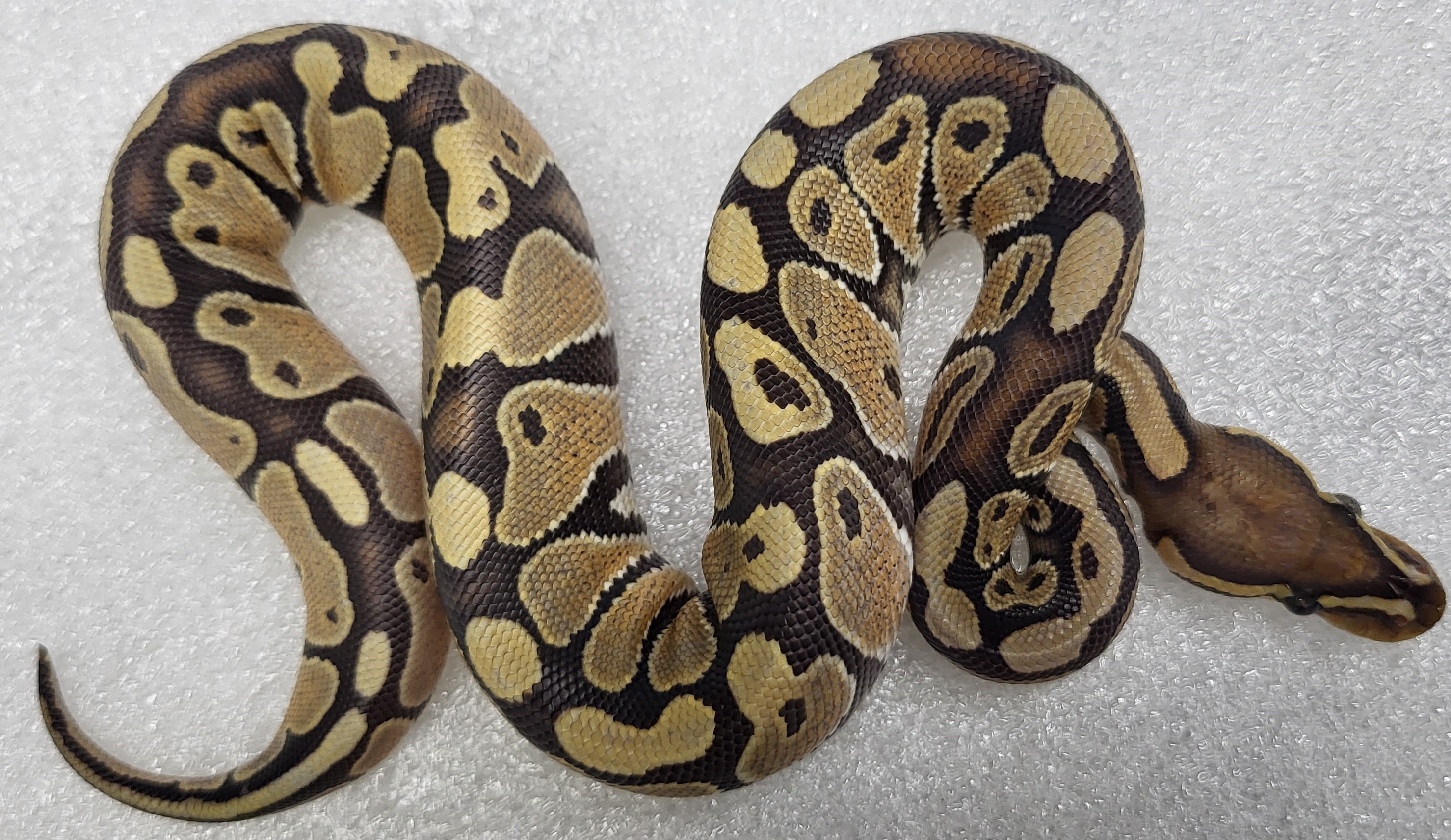 Hypo Yellowbelly Male 