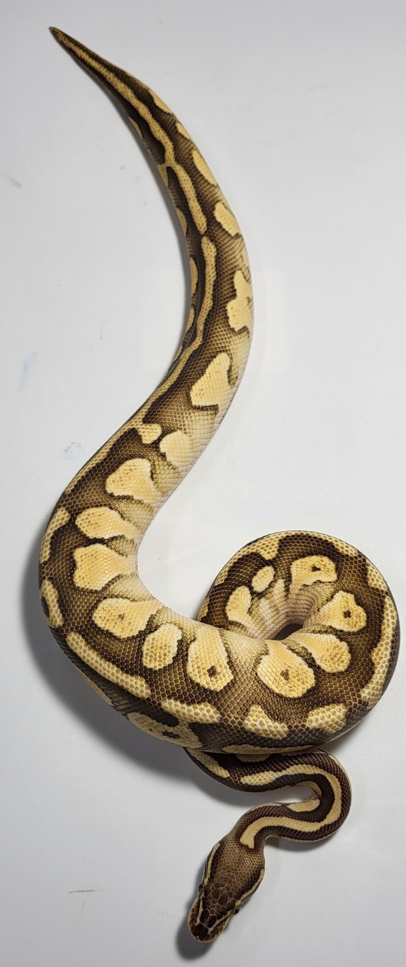 Pastel Lesser Surge 