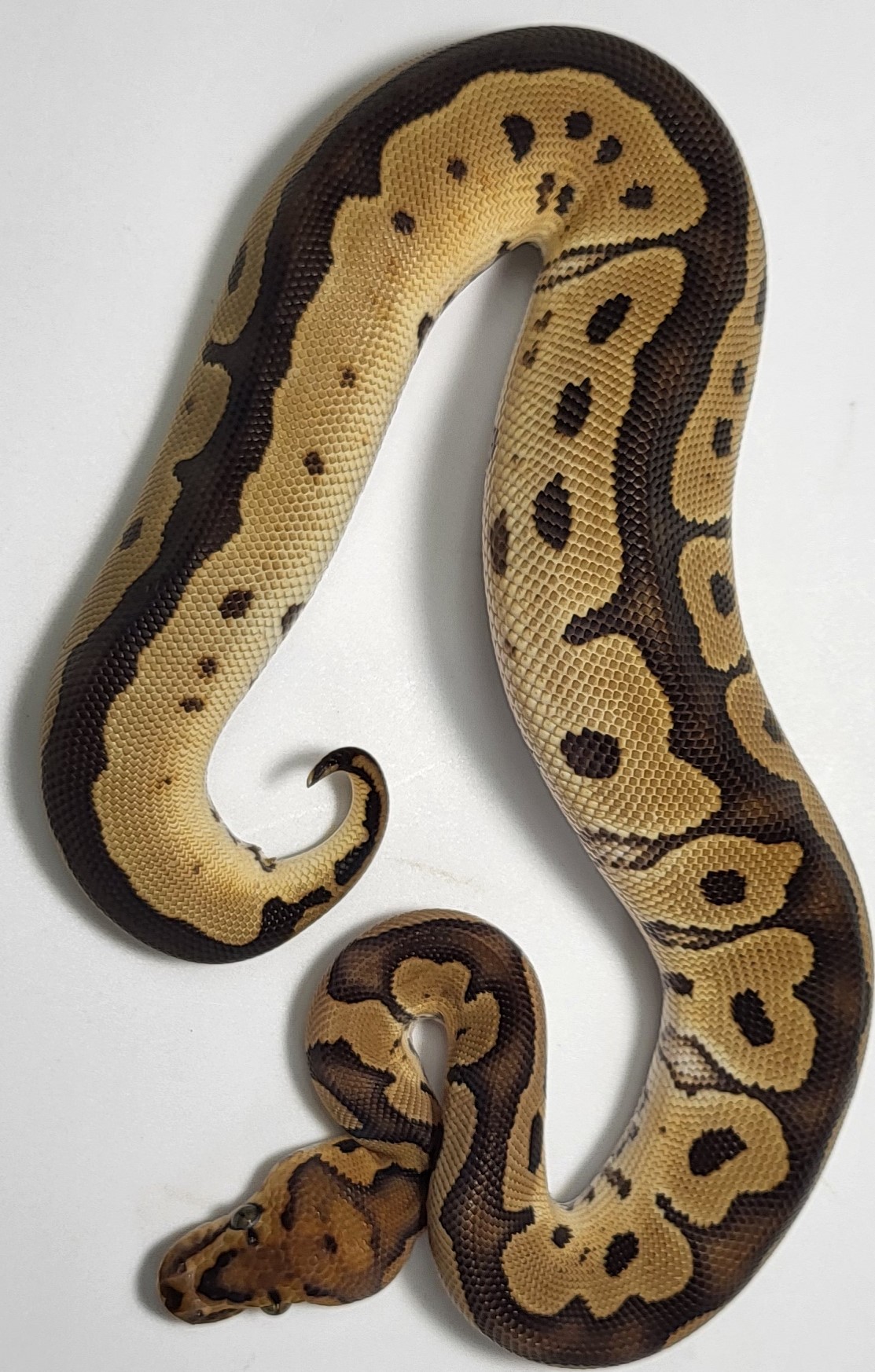 Blade Red Stripe Clown 