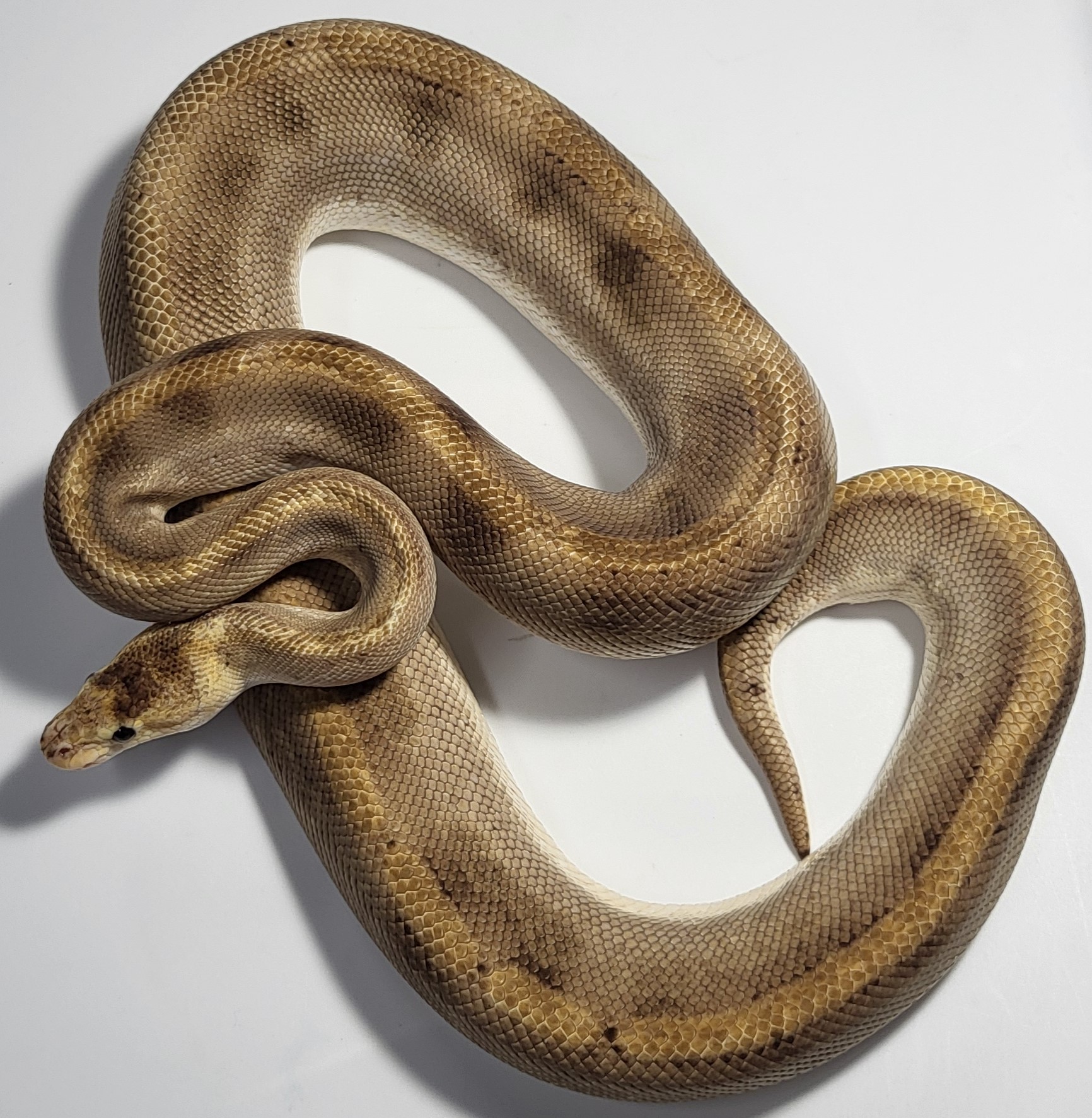 Pastel Enchi Champagne het hypo 