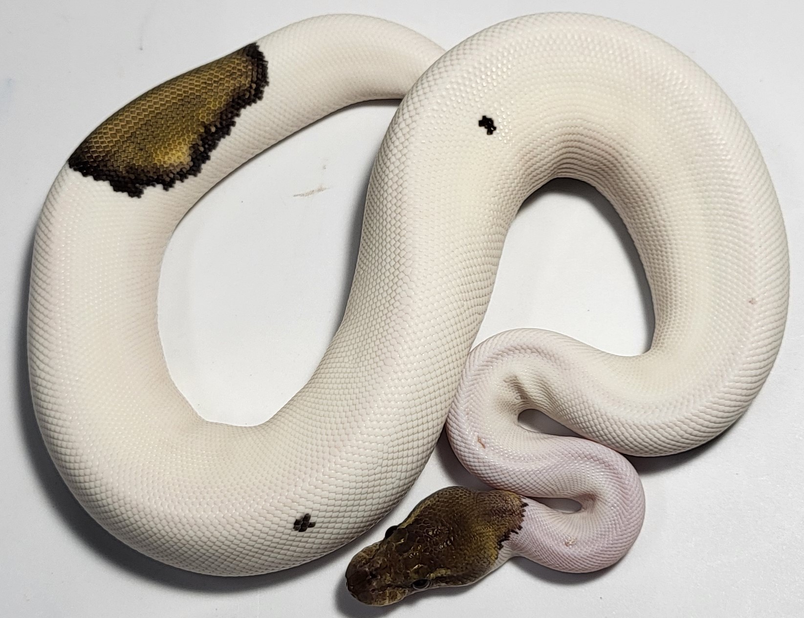 Black Pastel Mojave Pied 