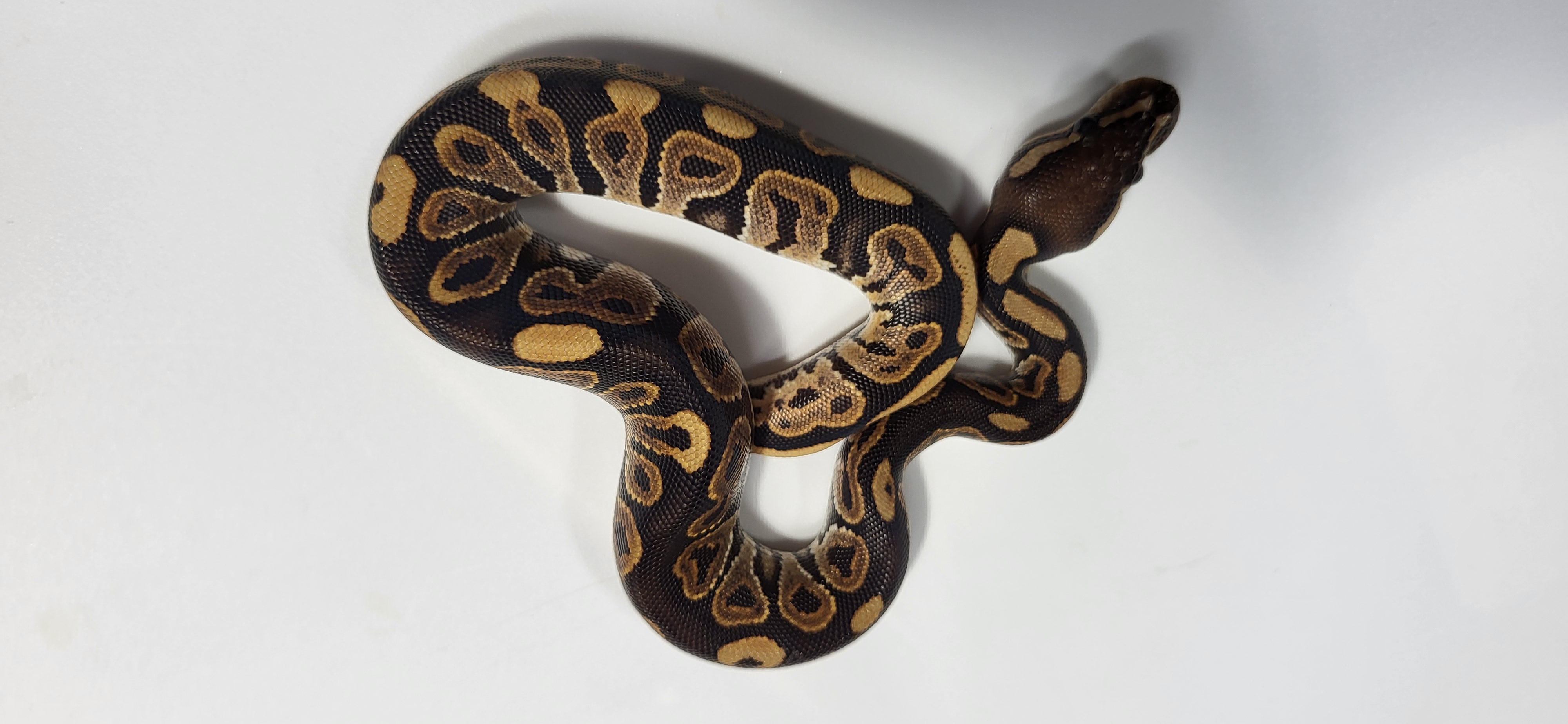 Black Pastel het Hypo 