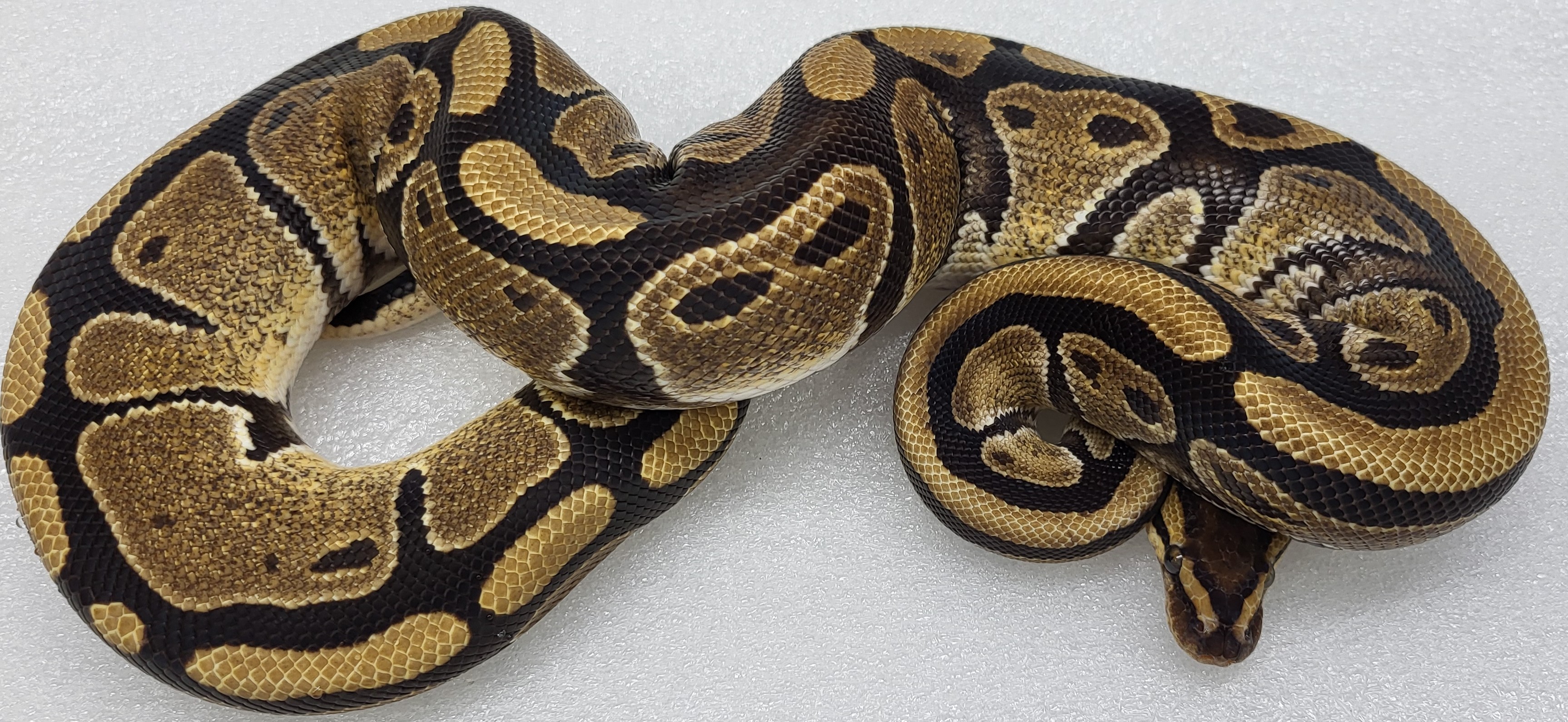Red Stripe Double Het G stripe clown Male 