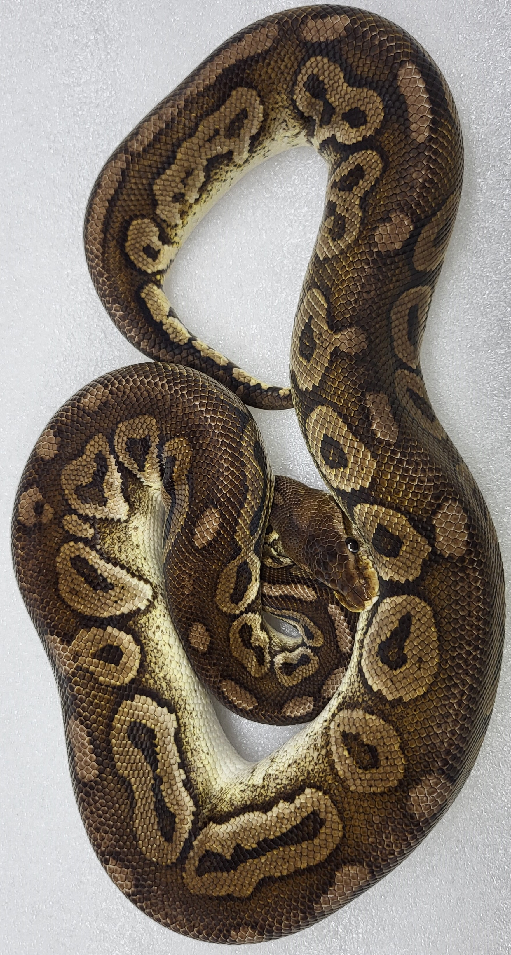 Pewter Het puzzle Male