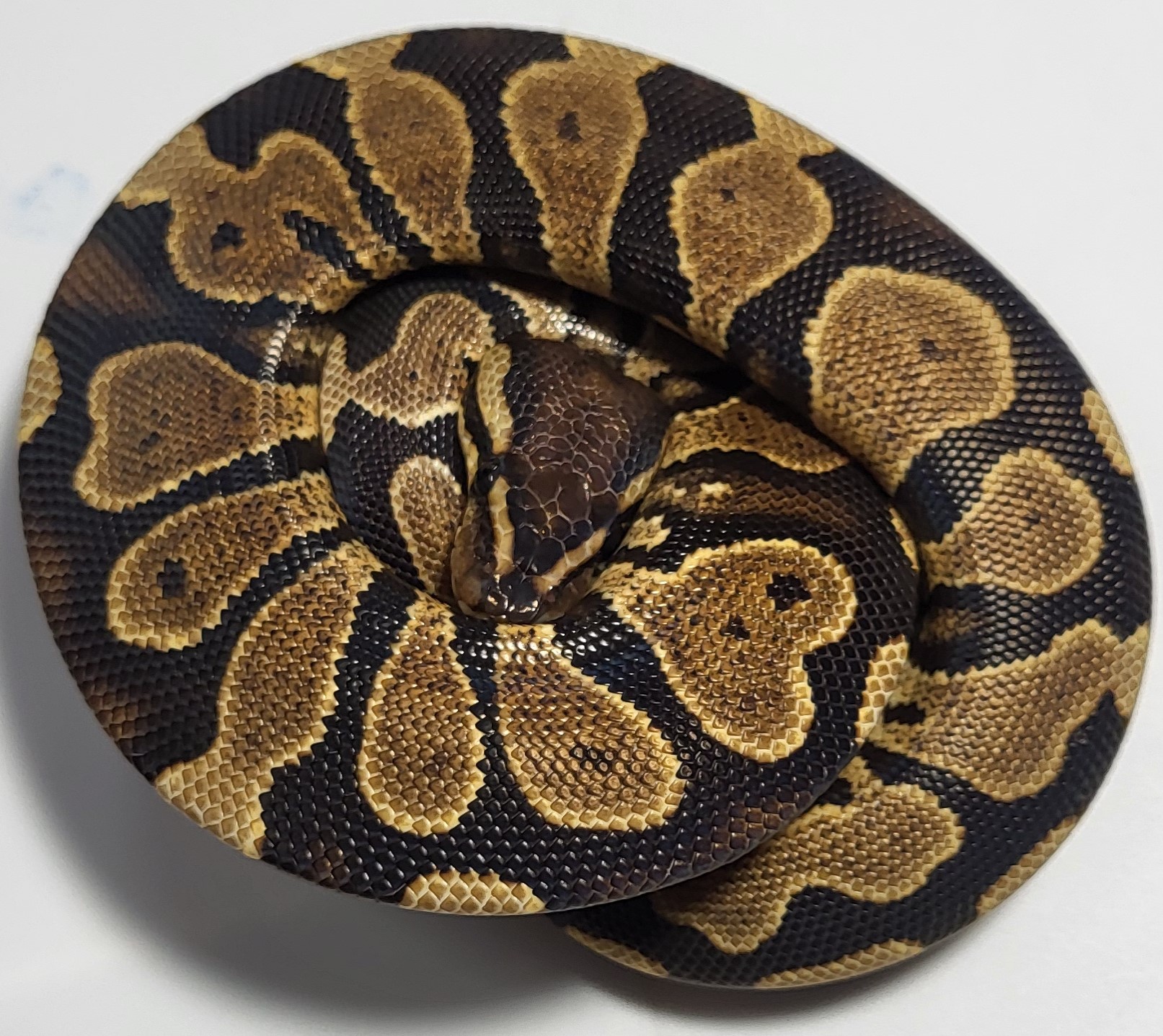 Yellowbelly het desert ghost 
