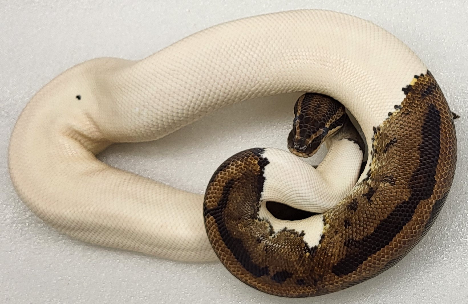 Pied Female 