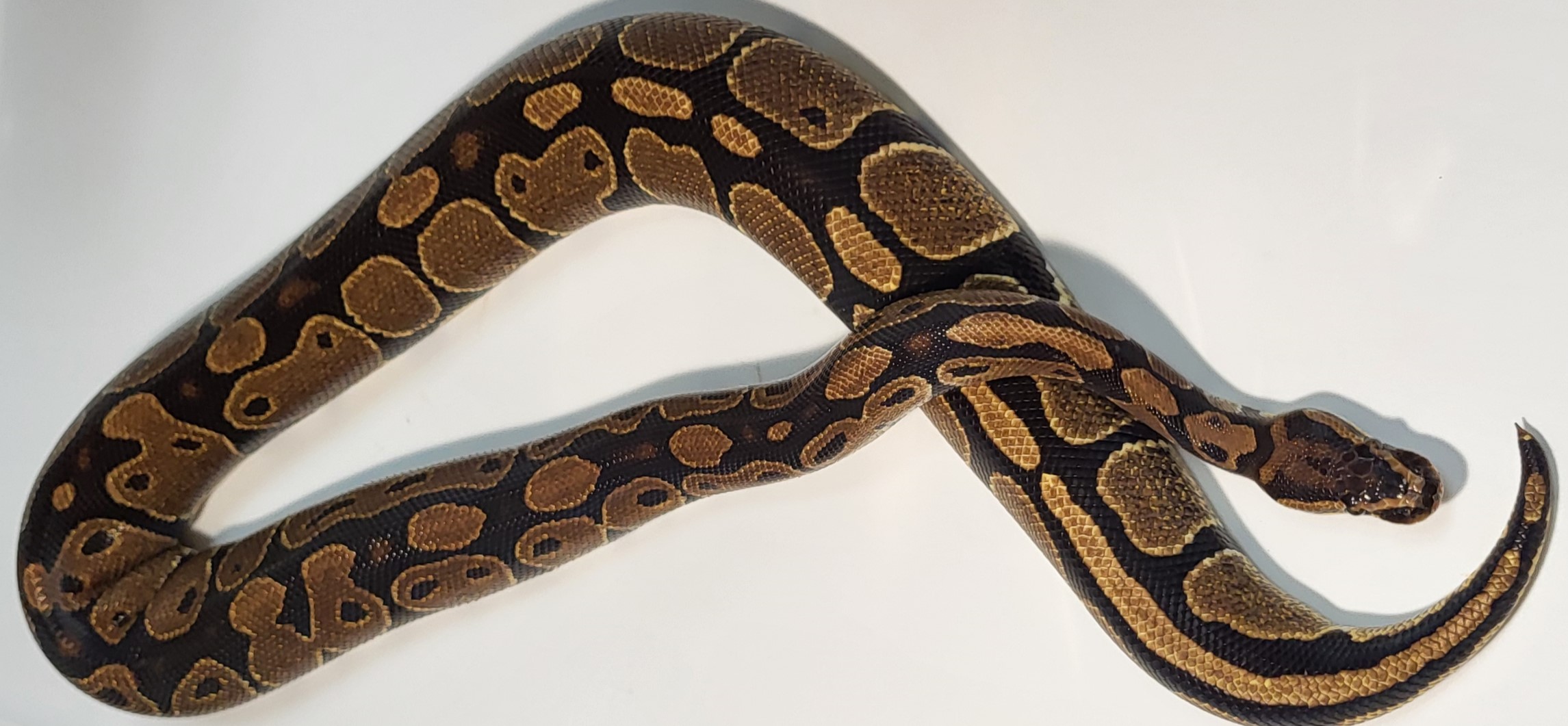Normal Female 