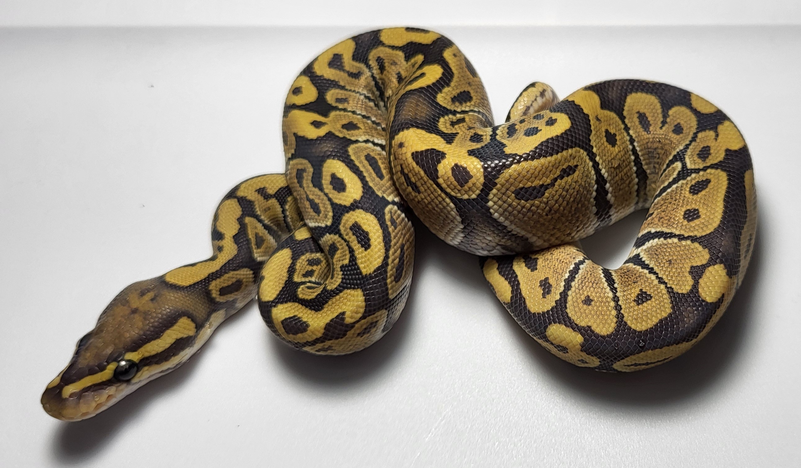 Hypo het axanthic 