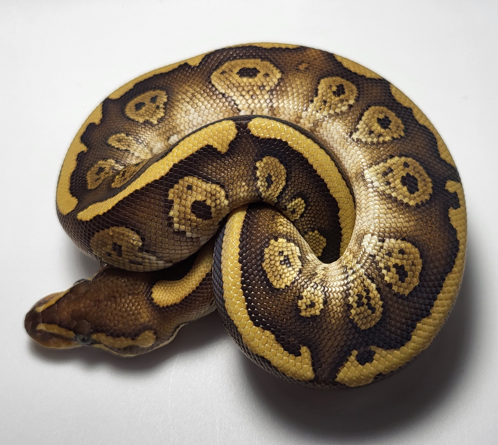 Red Stripe Mojave possible het axanthic 