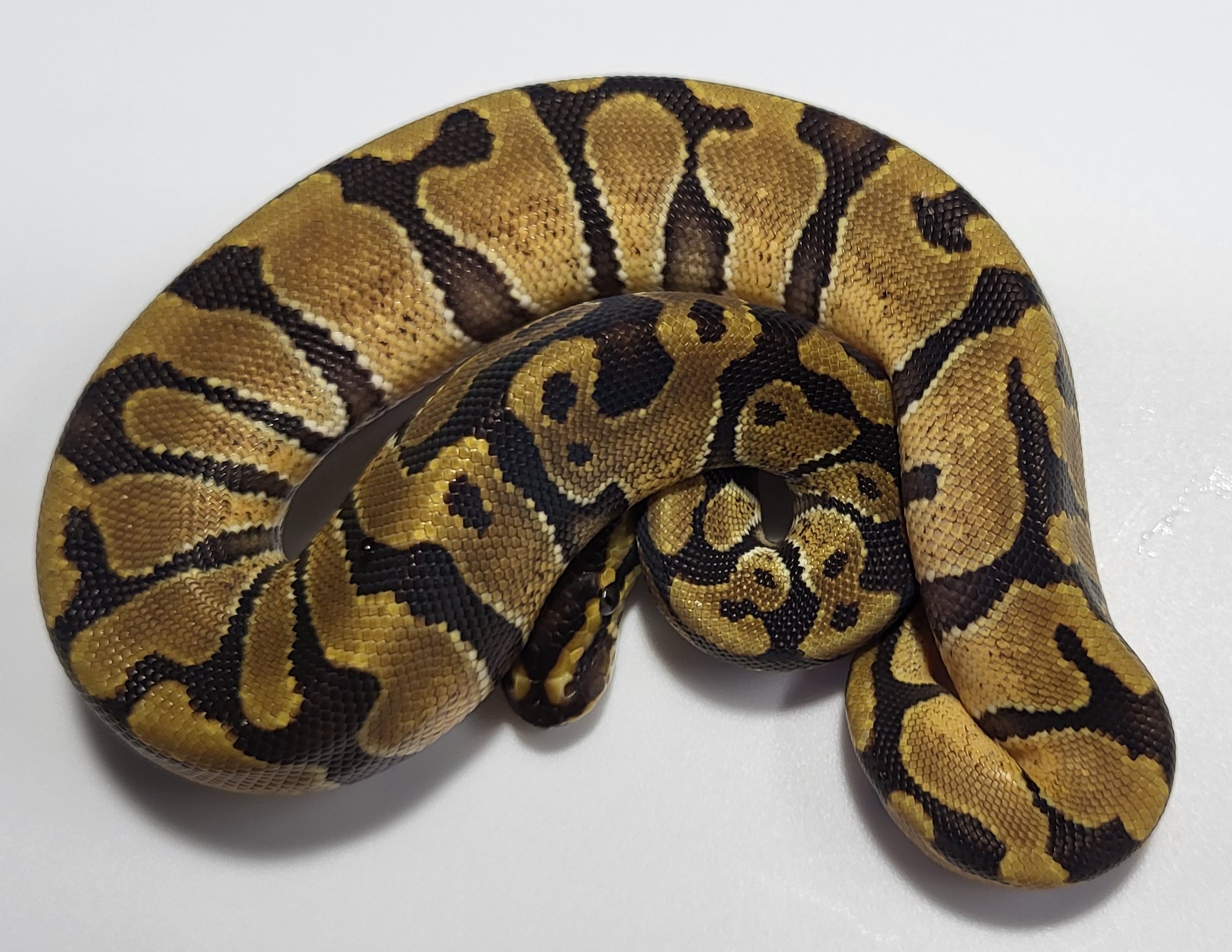 Enchi het axanthic 