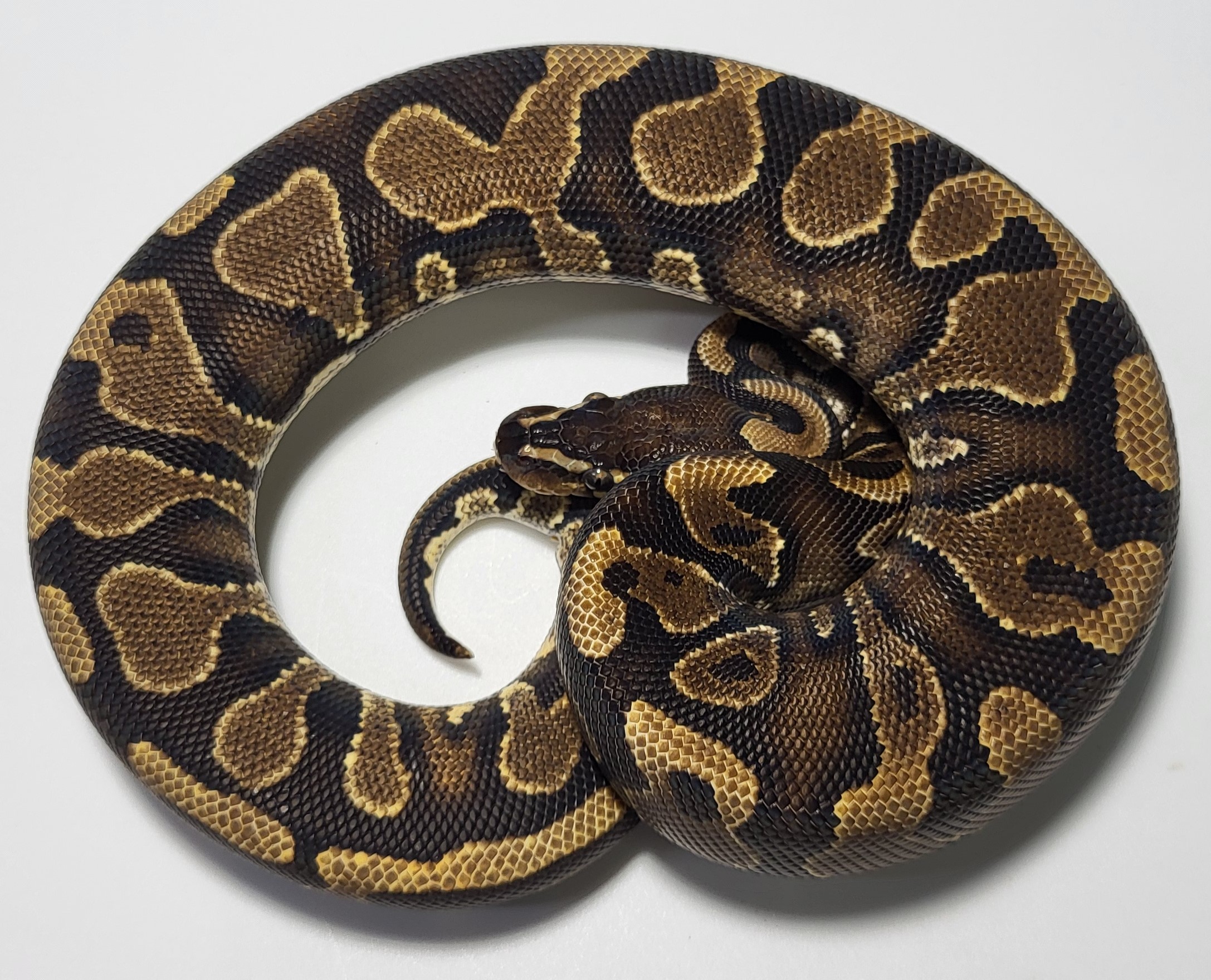 Yellowbelly het pied 