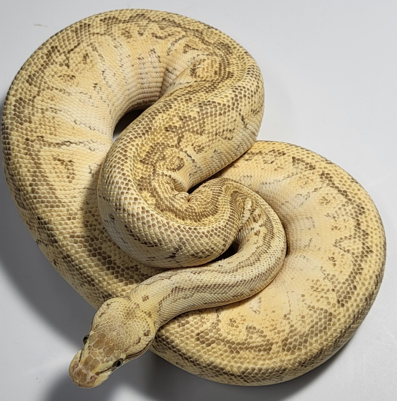 Pastel Lesser Yellowbelly Pinstripe 