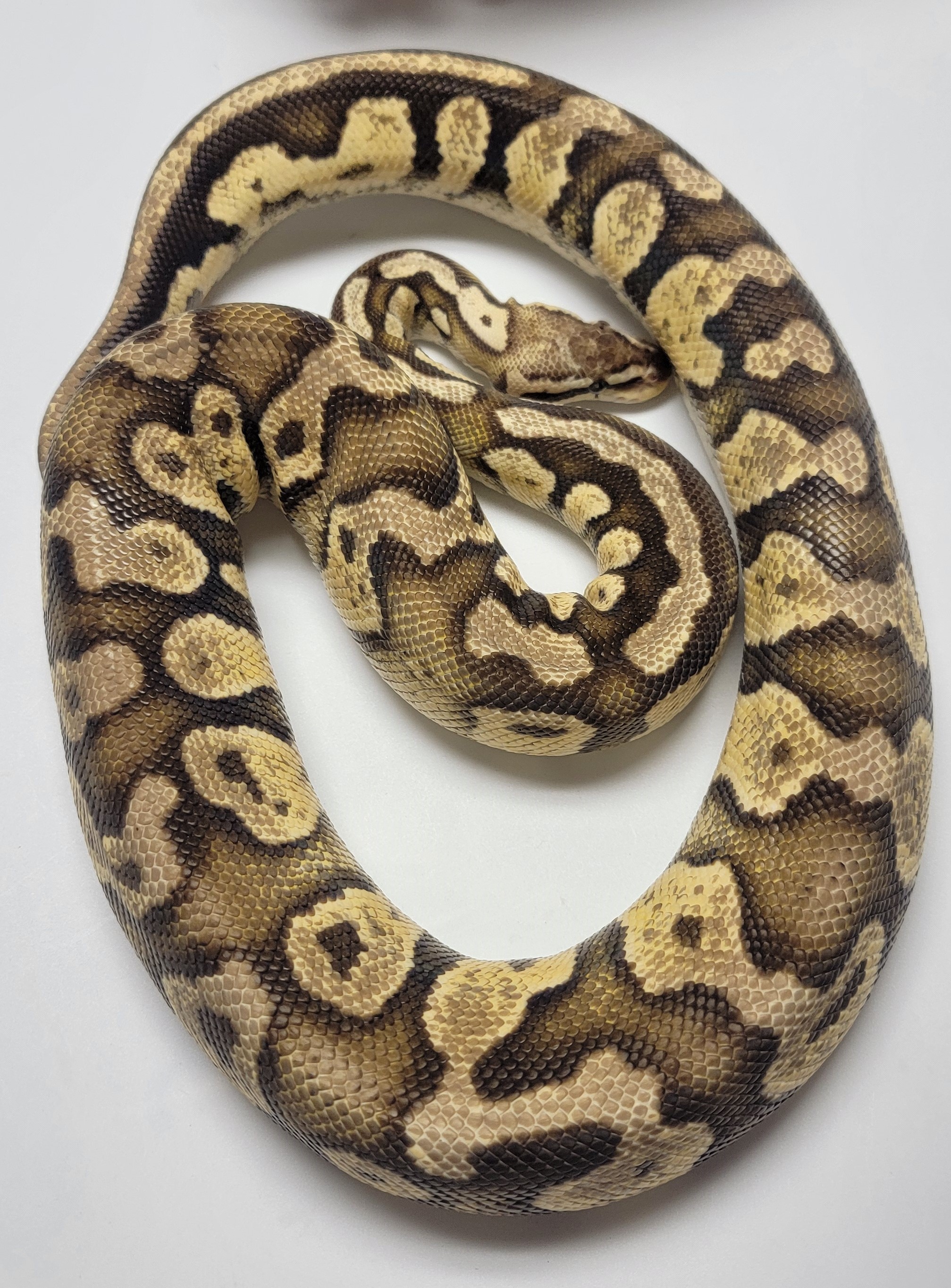 Pastel Leopard 
