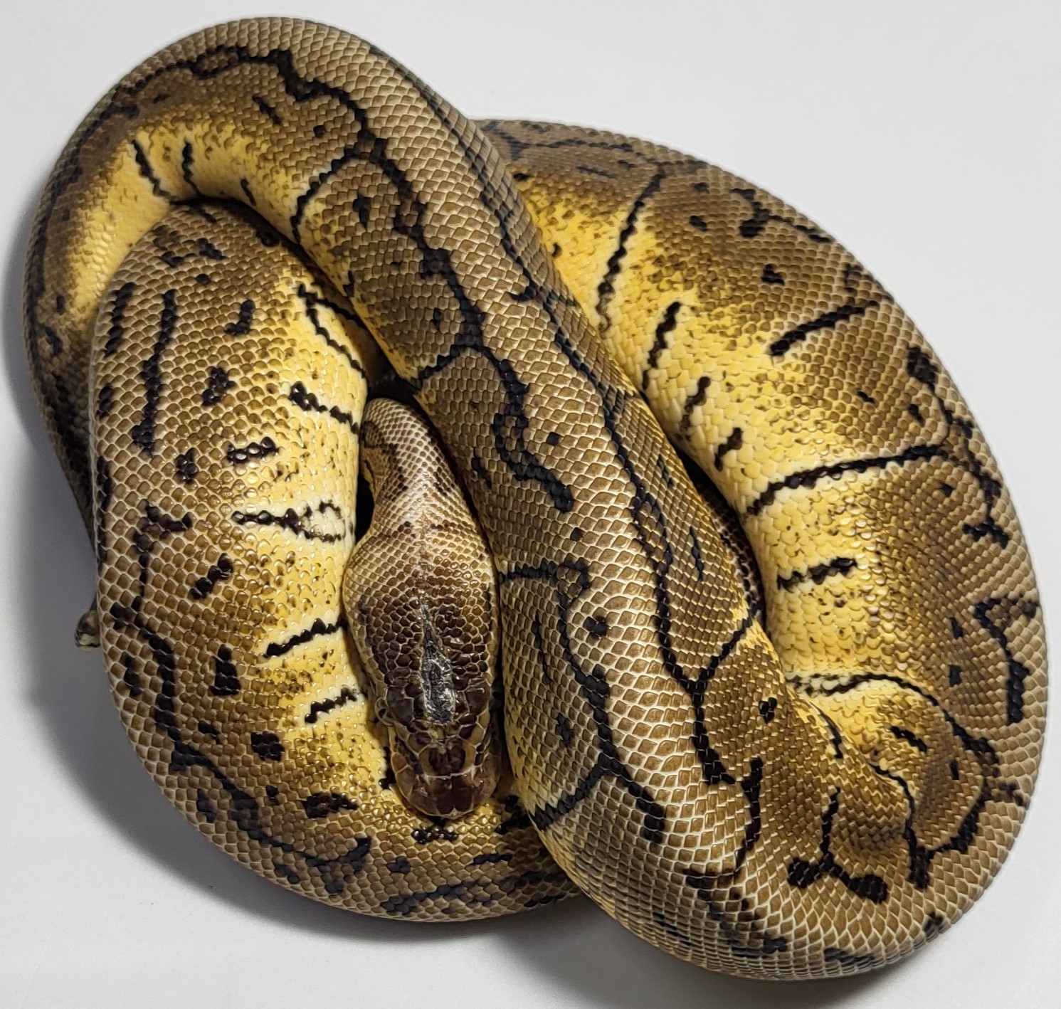 Hurricane Pinstripe 