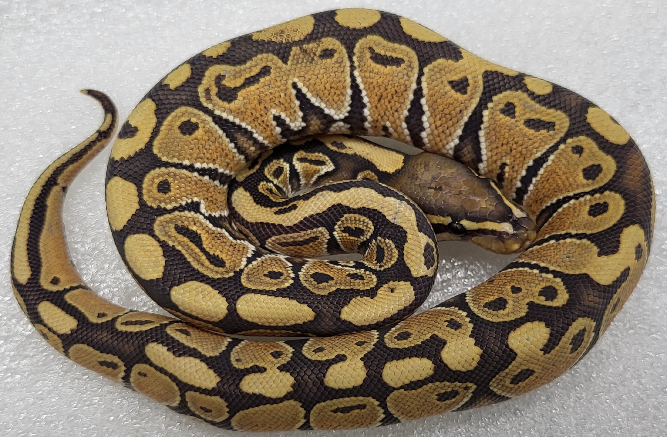 pastel Red Stripe ph hypo Female 
