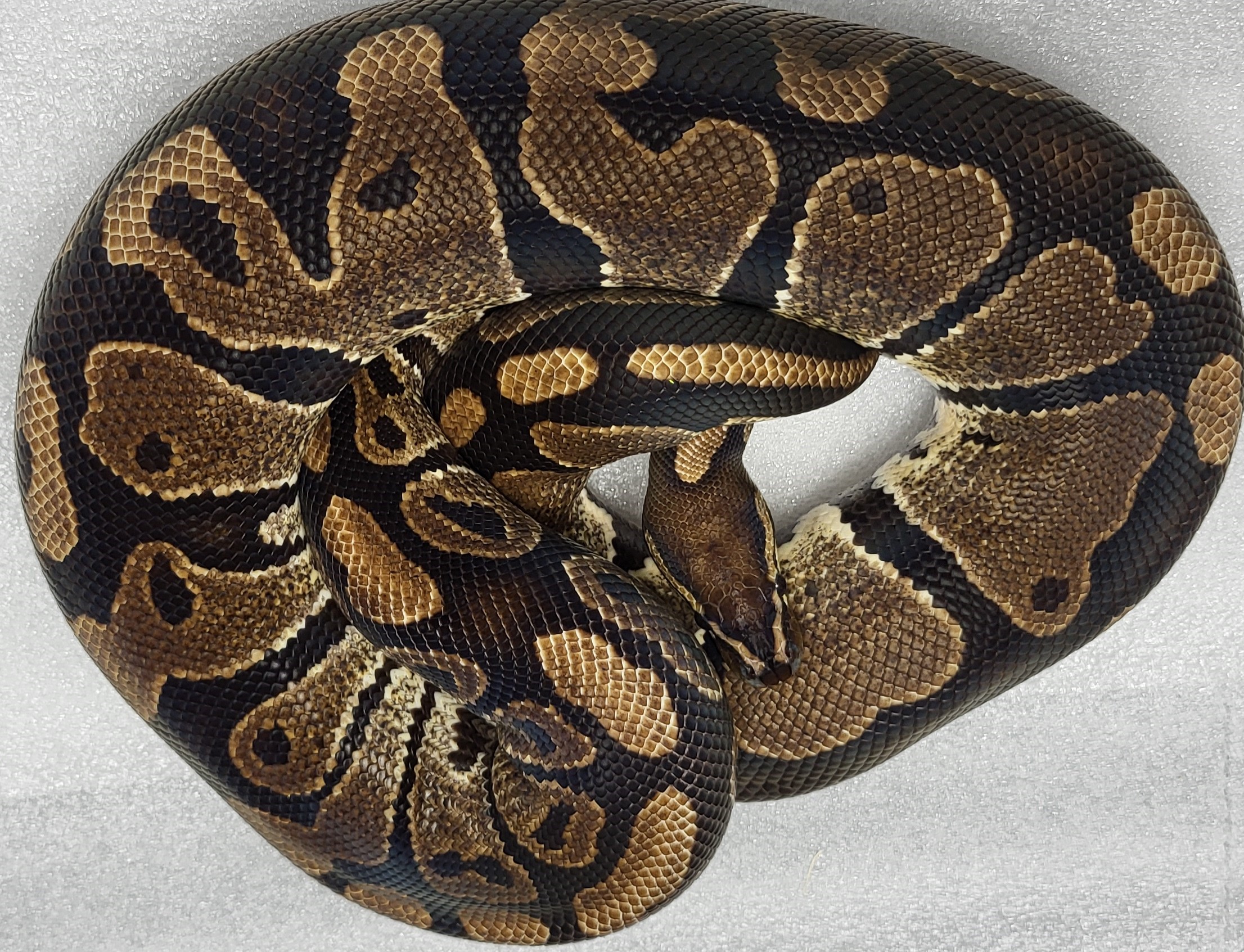 Yellowbelly Male