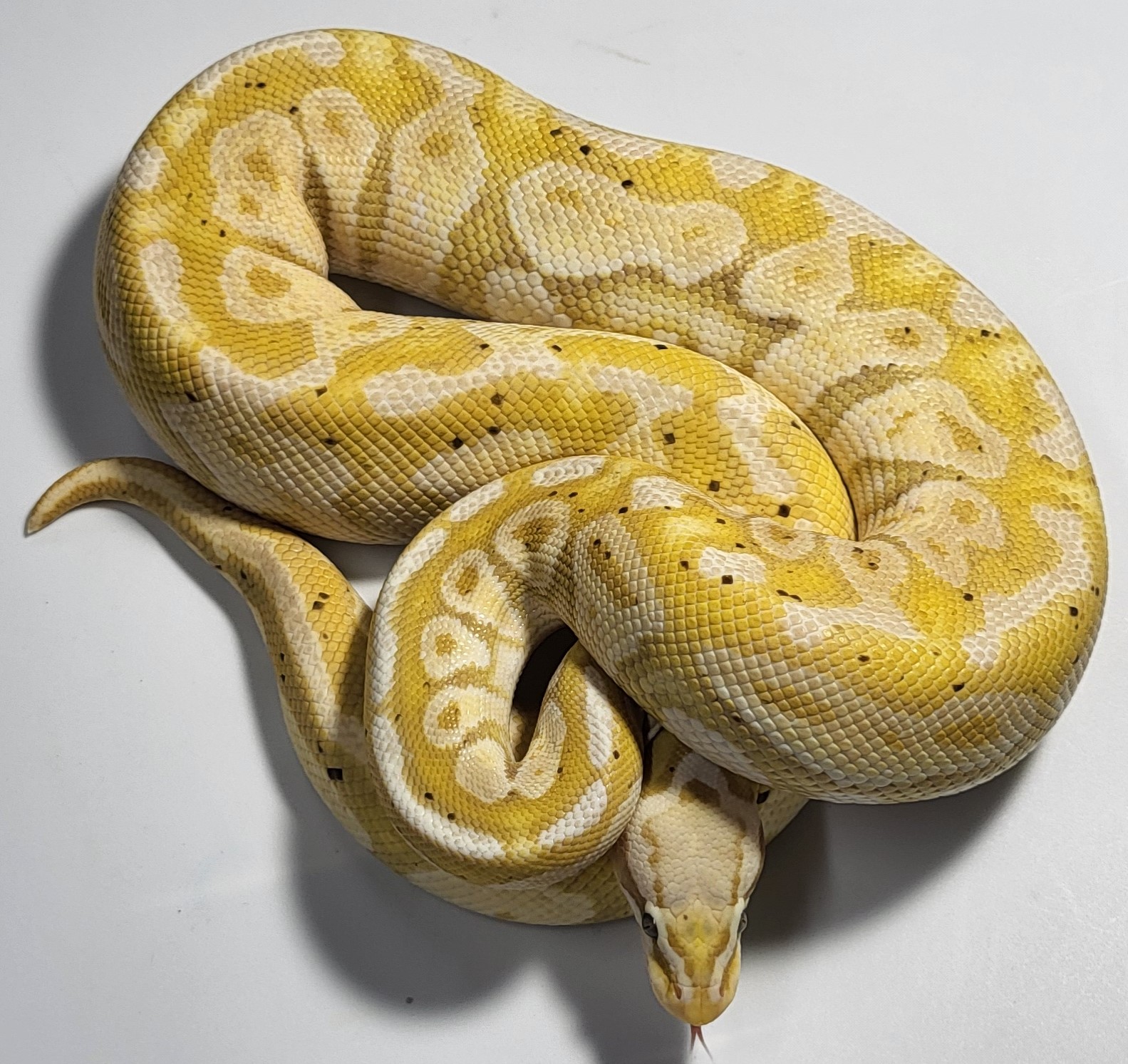Banana Enchi Yellowbelly 