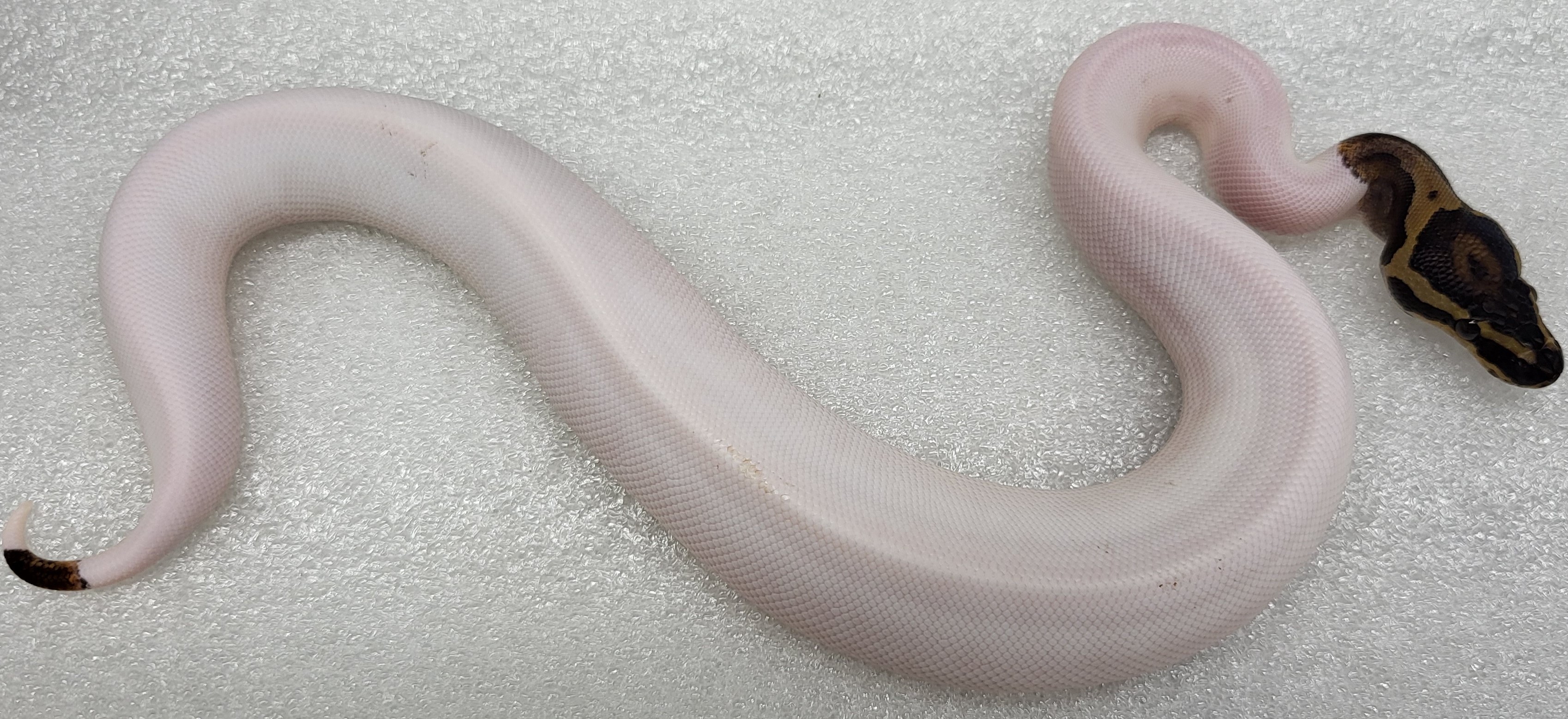 High White Pied Female 