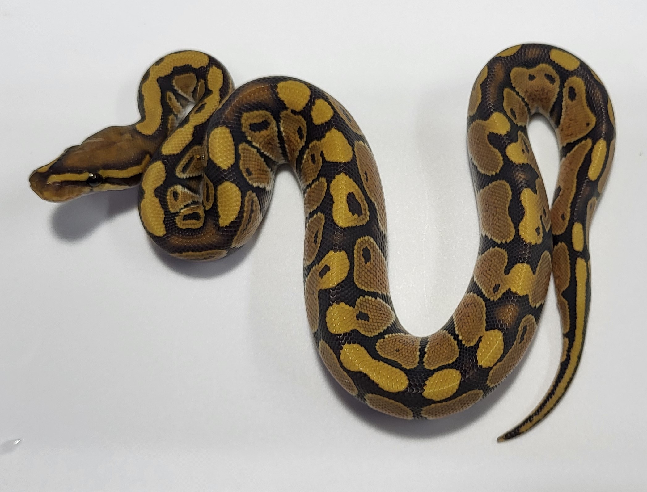 Hypo Yellowbelly 