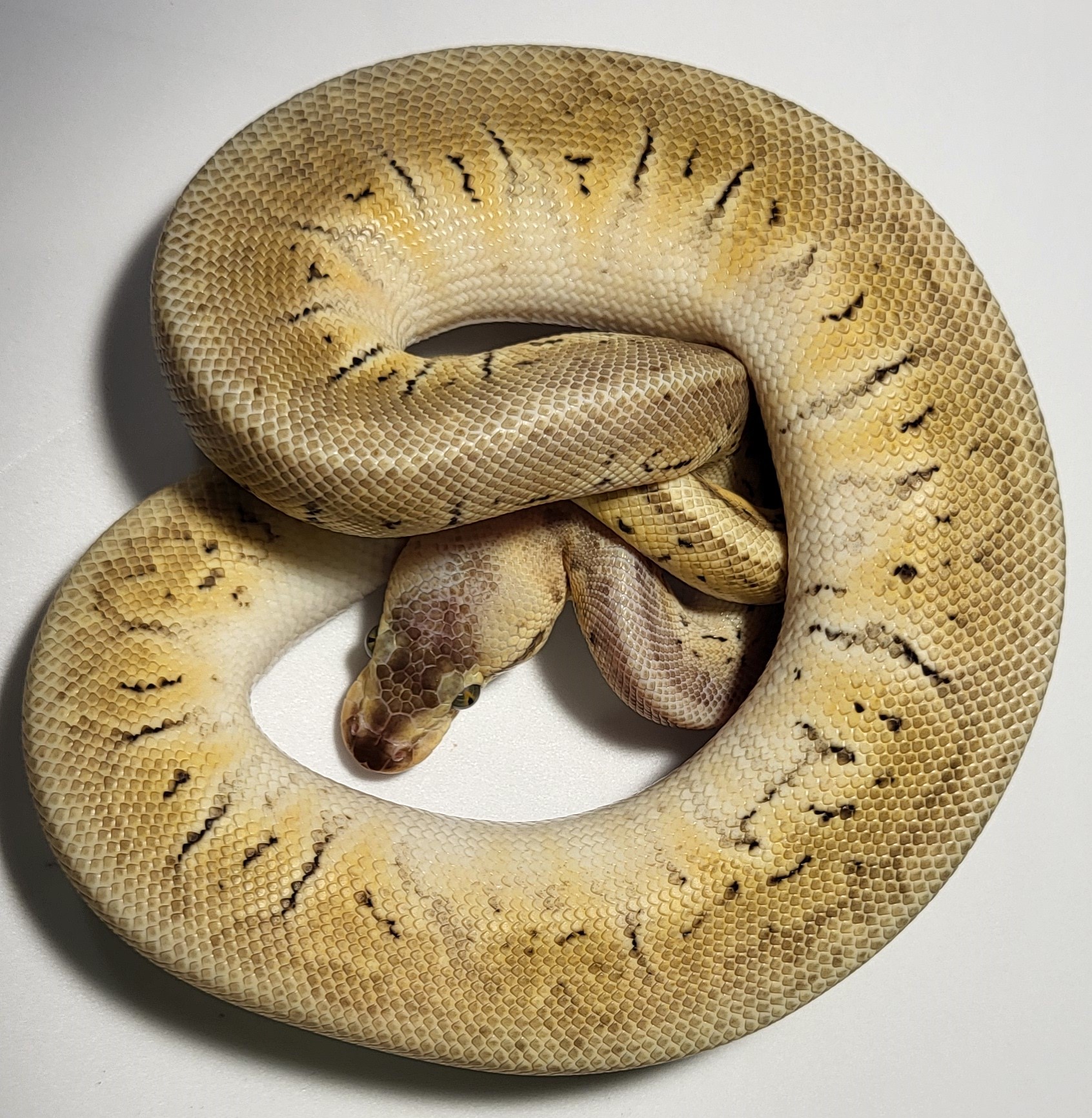 Super Pastel Mystic Pinstripe