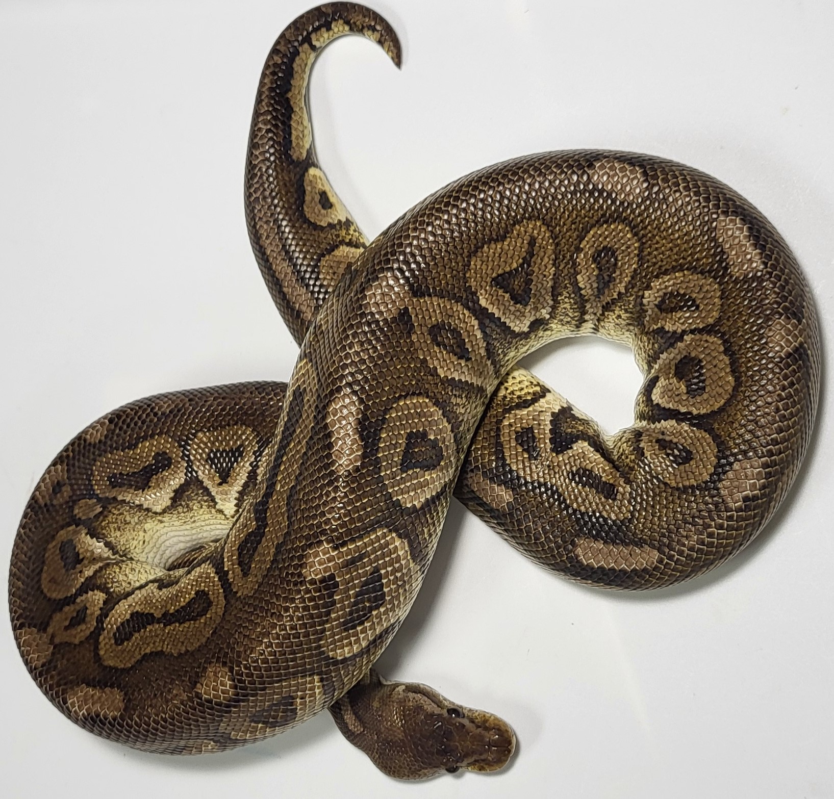 Pewter het puzzle 