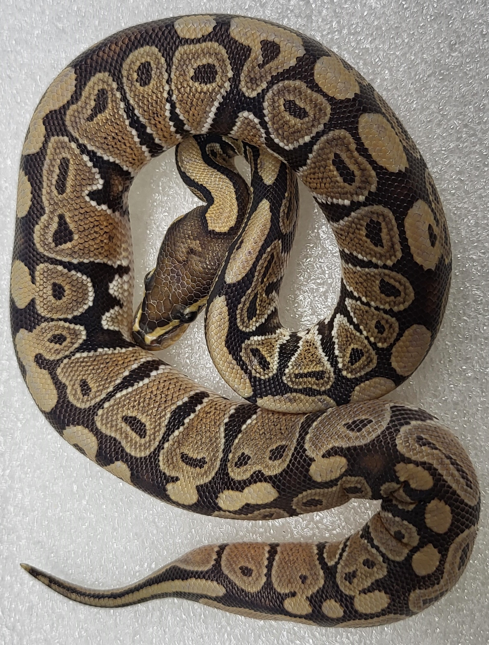 Hypo Male  