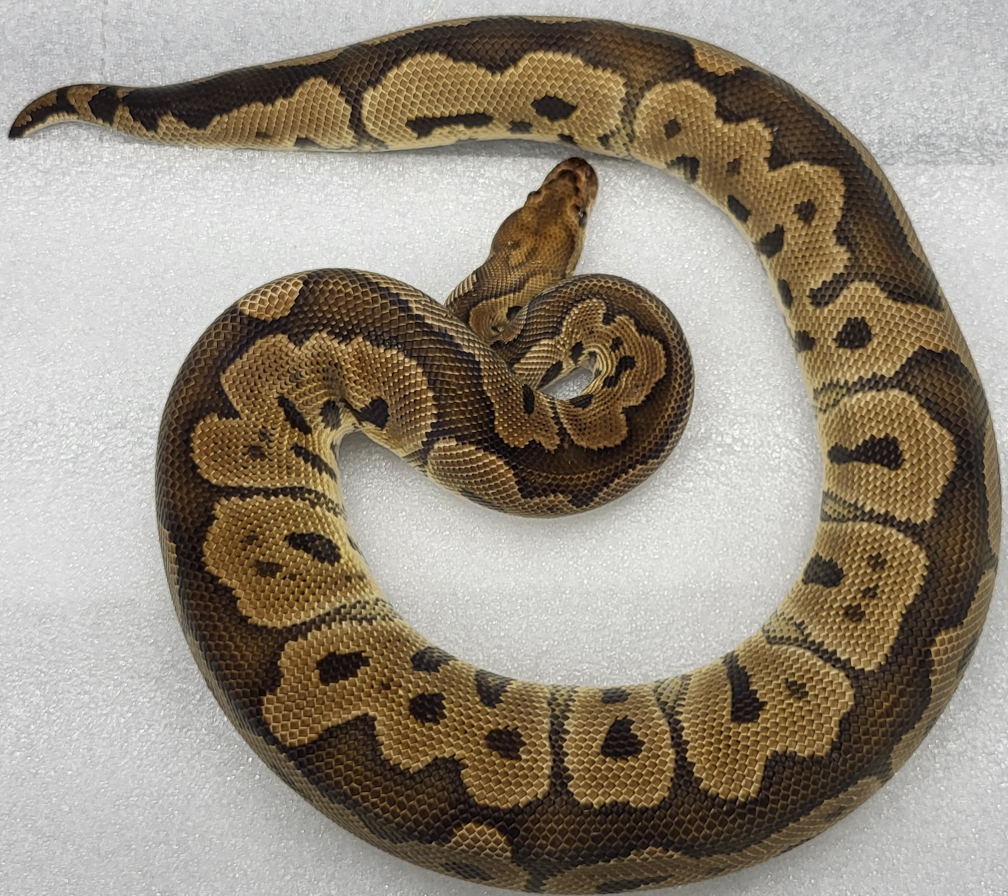 Red Stripe Bongo Clown Male 