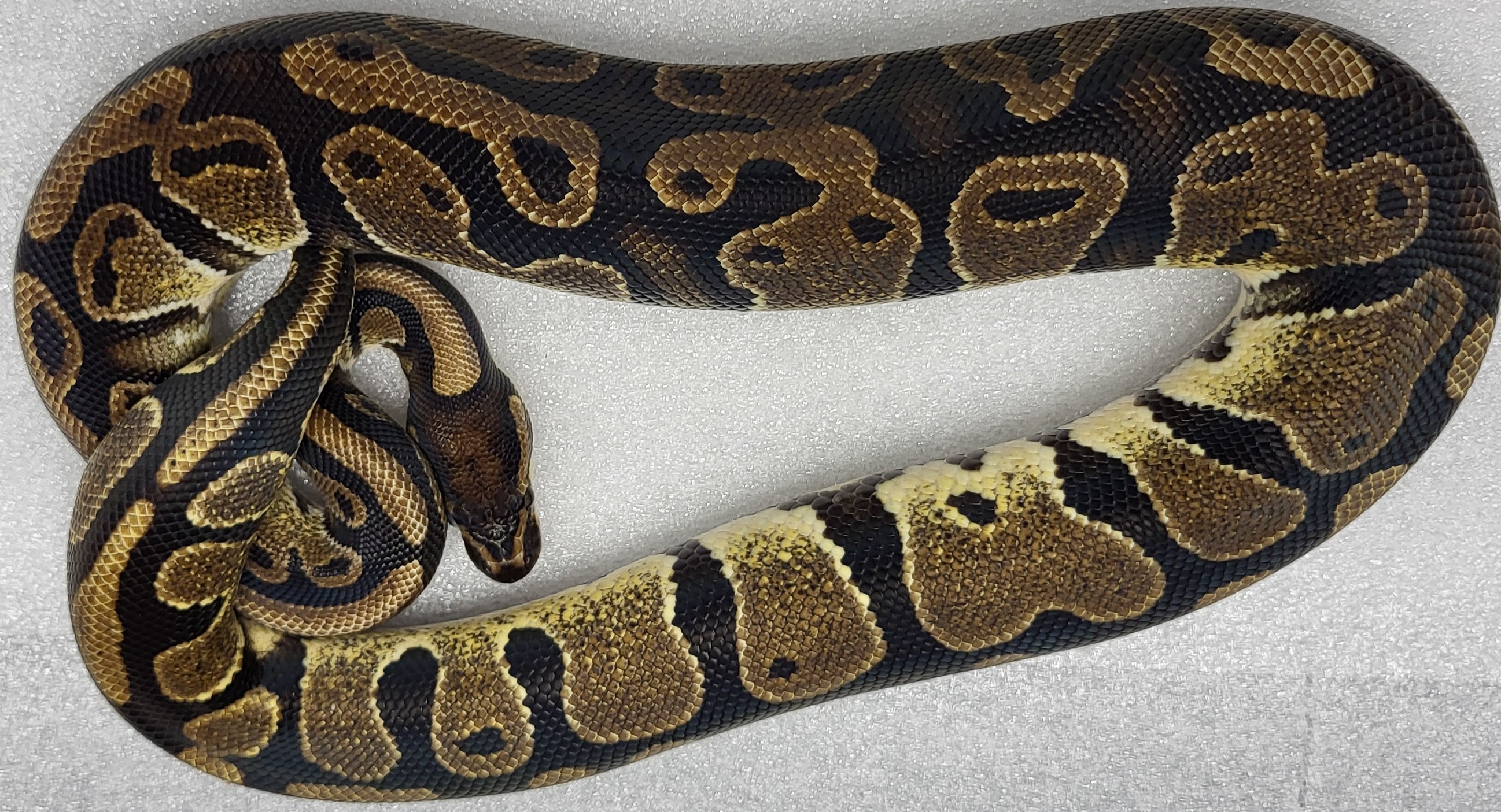 Yellowbelly Female 