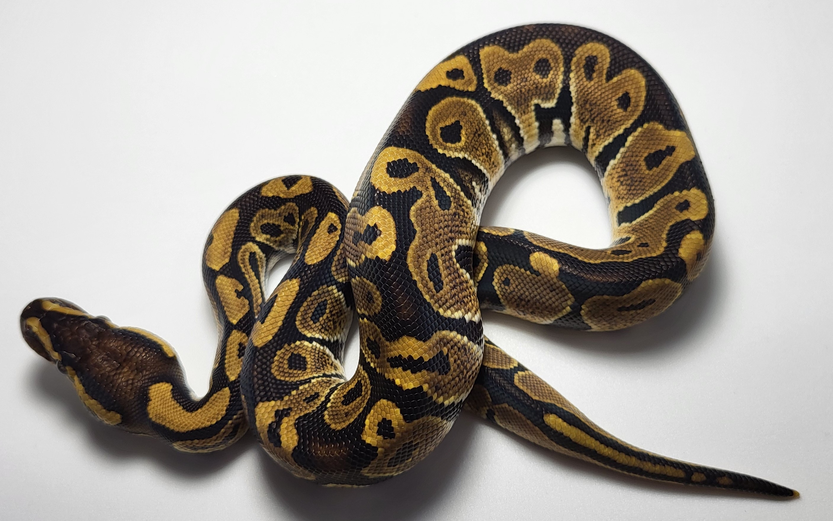 Normal het axanthic 