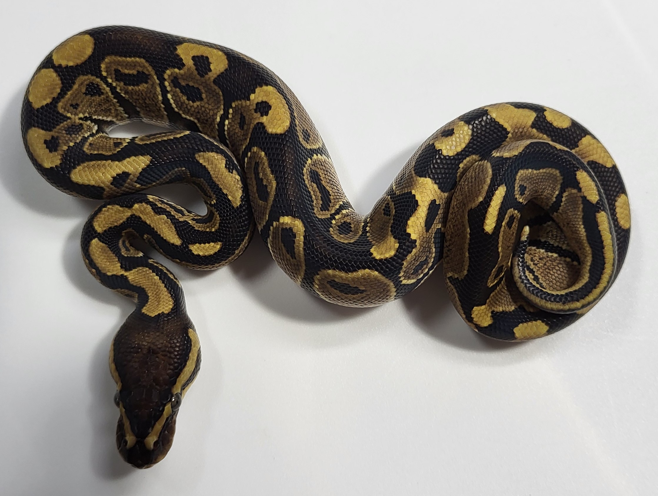 Normal Het Hypo possible het axanthic 