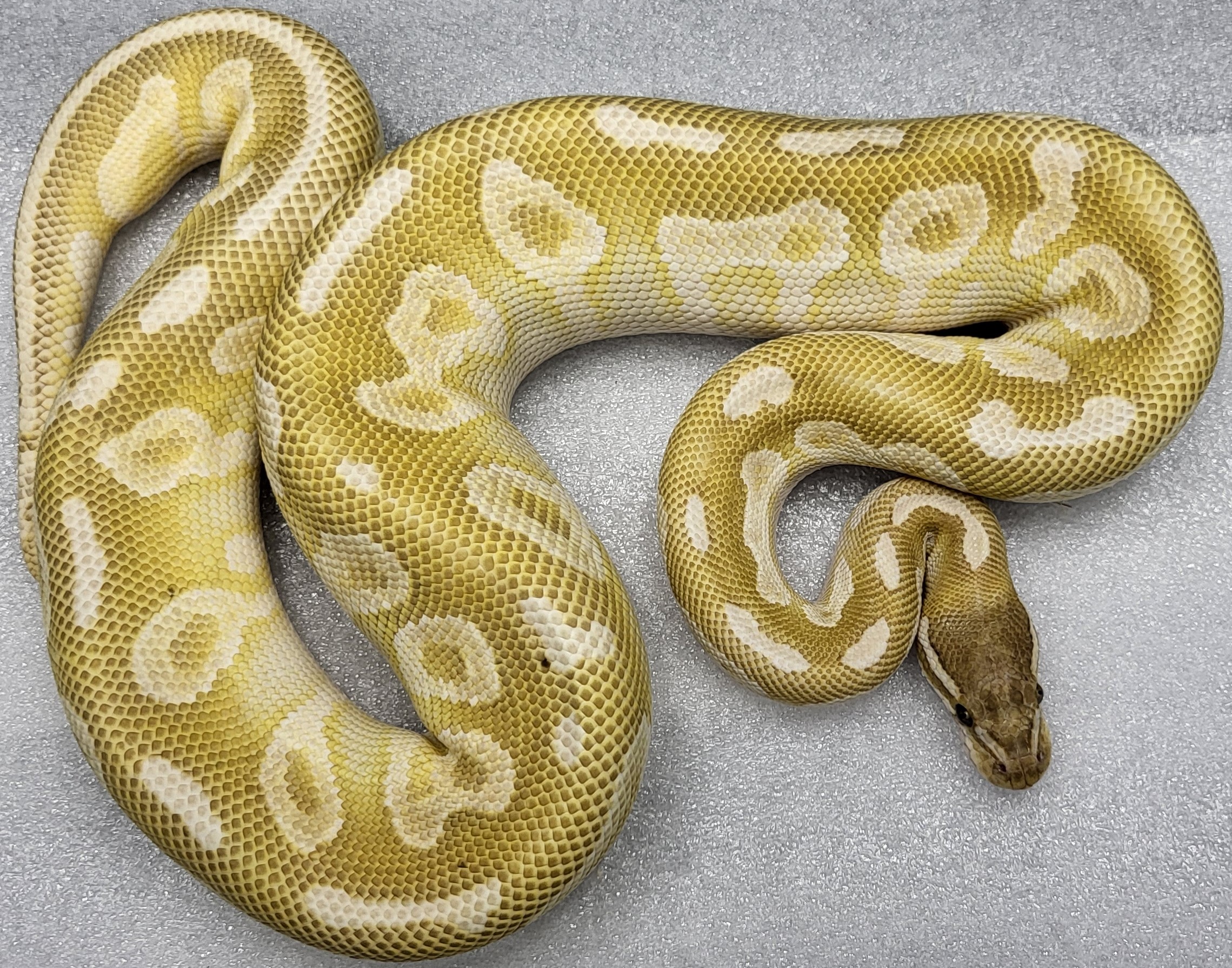 Banana Crystal Male