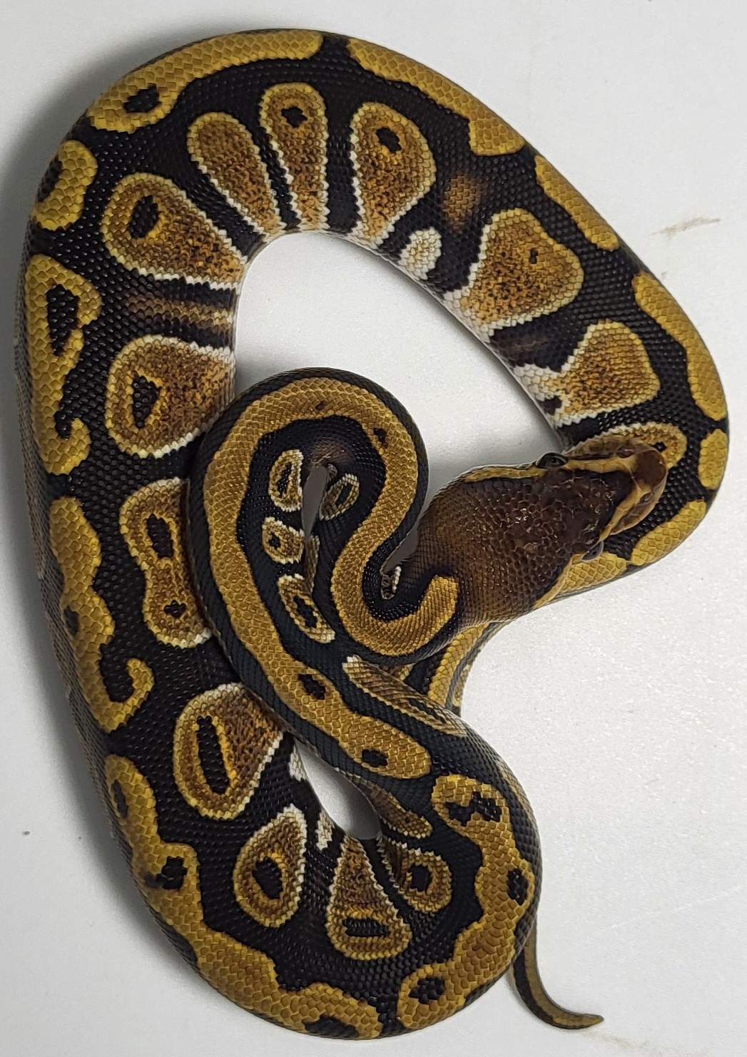 Cypress possible het hypo 
