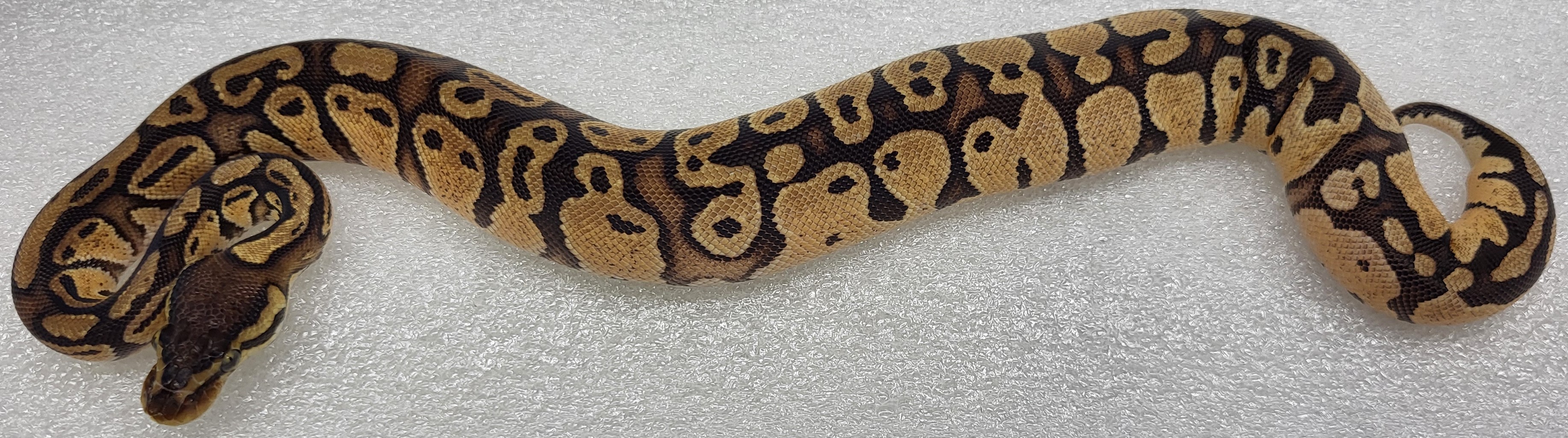 red Stripe Hypo Male 