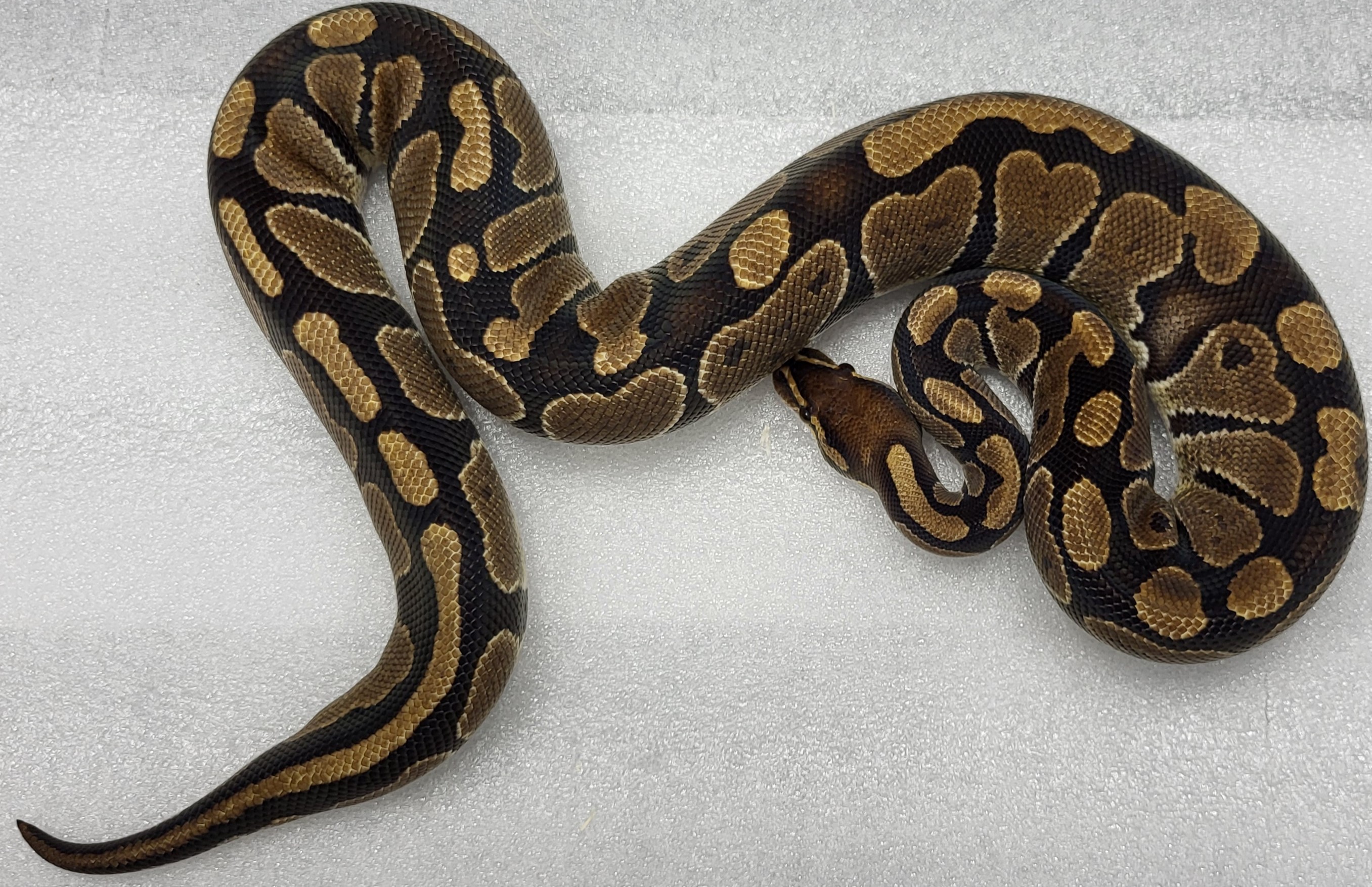 Spector Female 