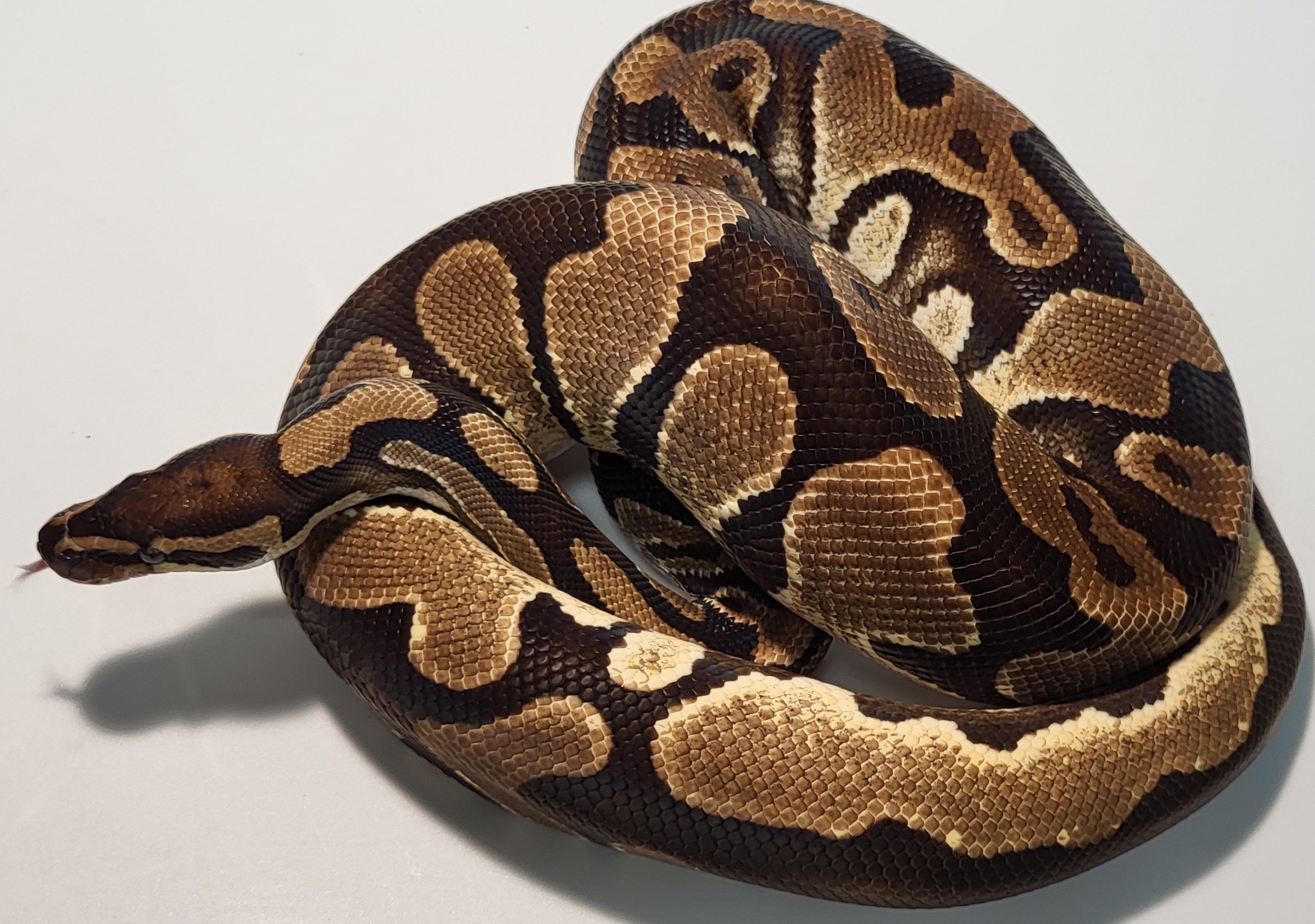 Orange Dream Possible het clown 