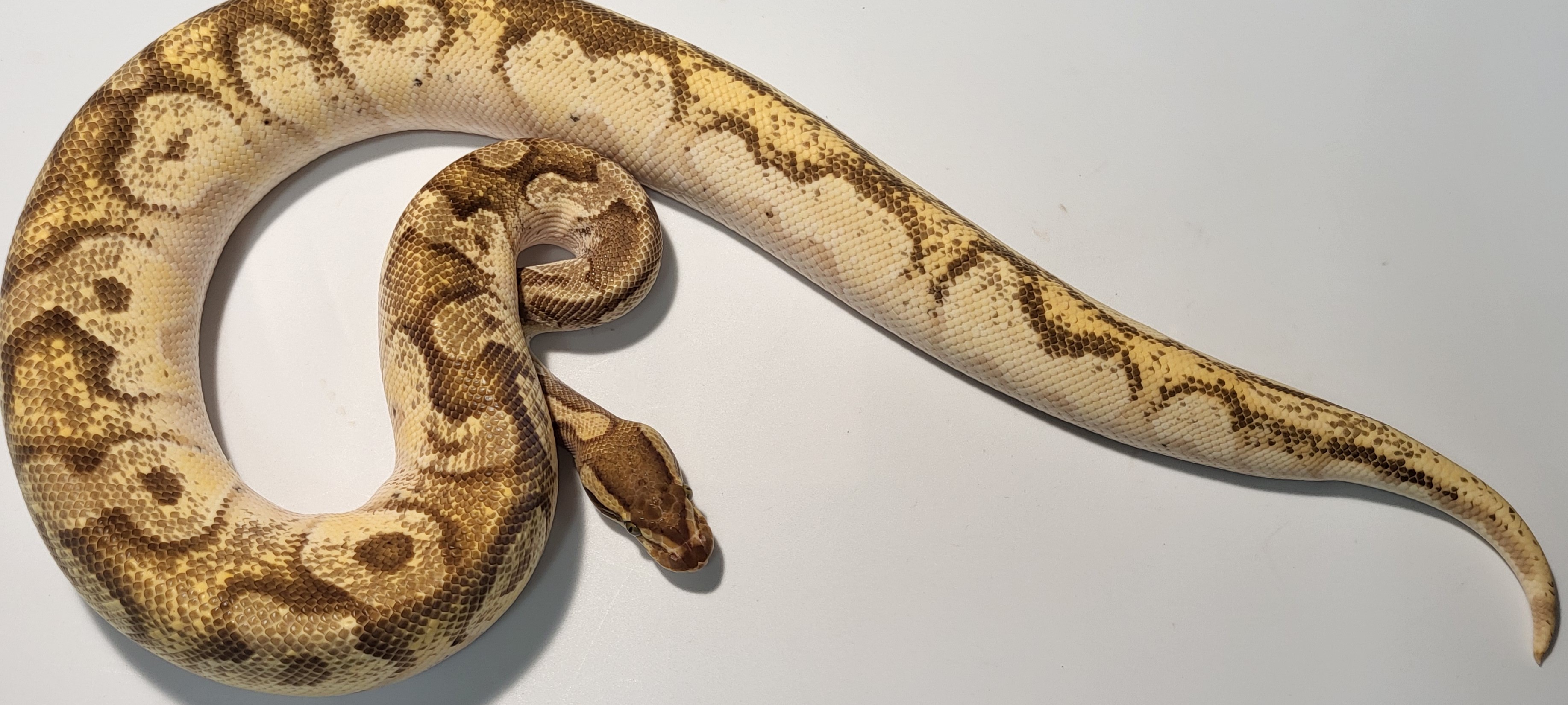 Super Orange Dream Mojave Fire 