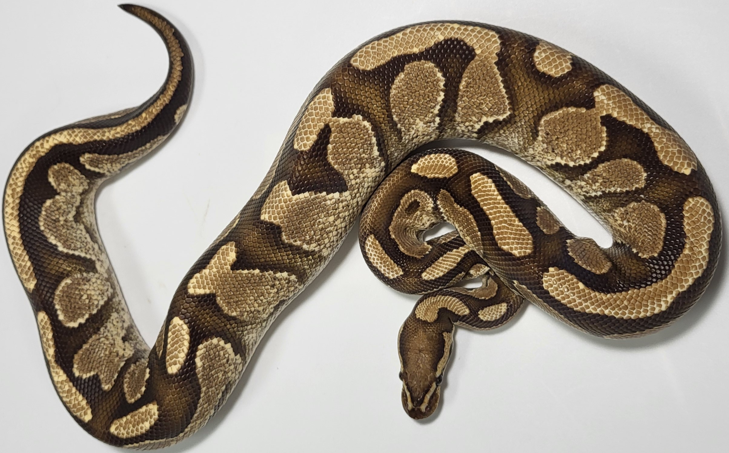 Vanilla Plus 