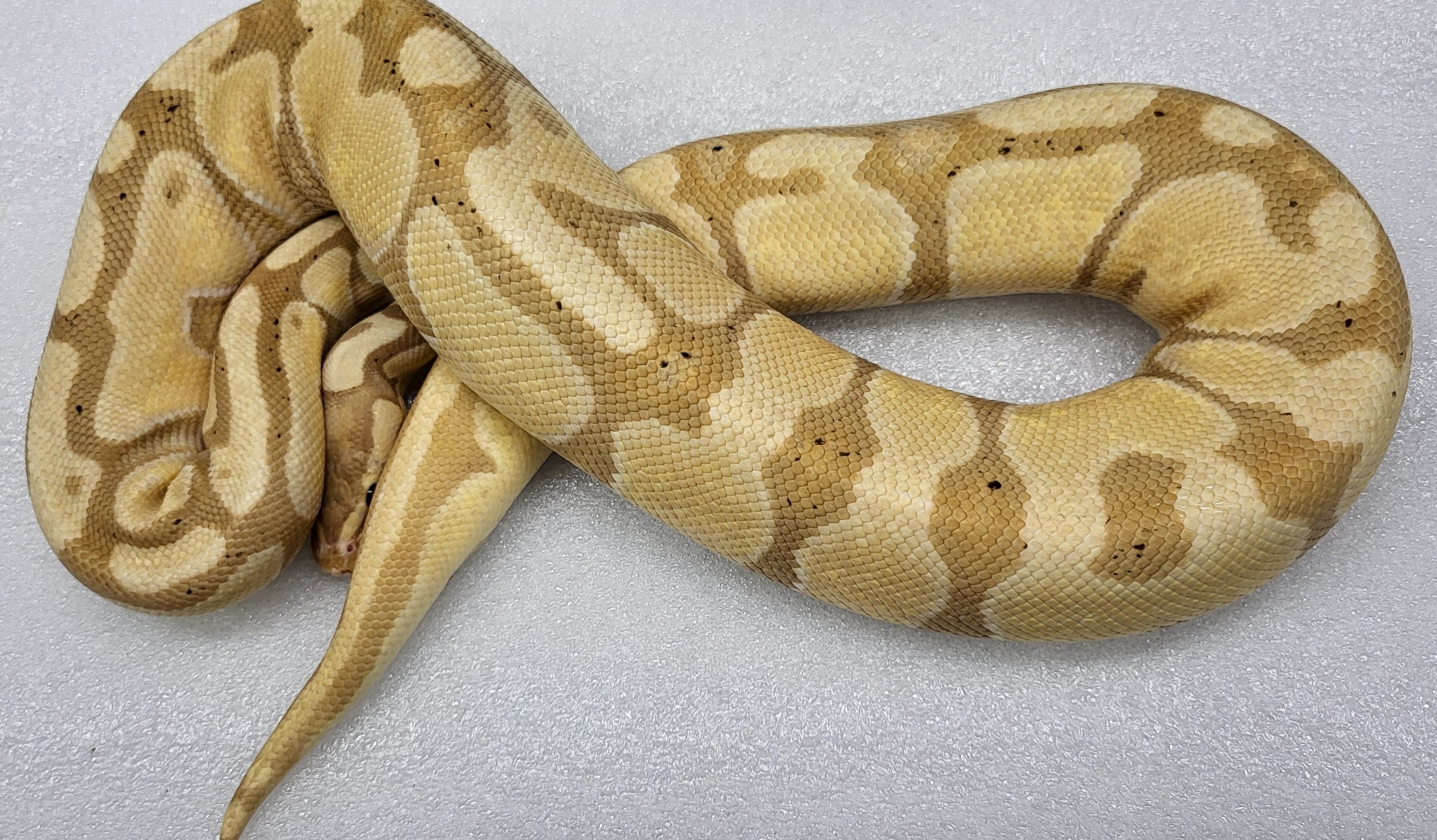 Banana Plus Female