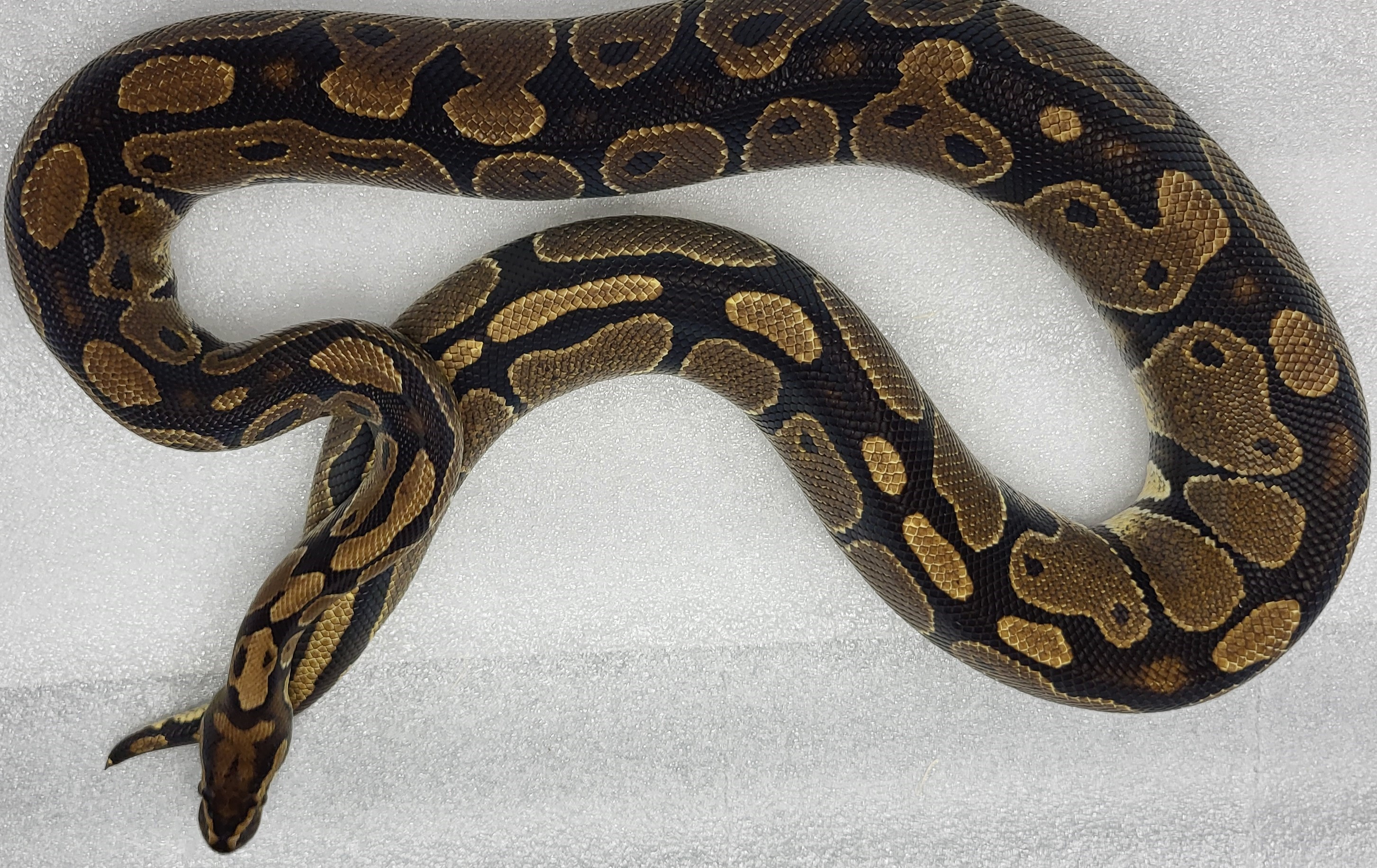 Orange Dream Female 