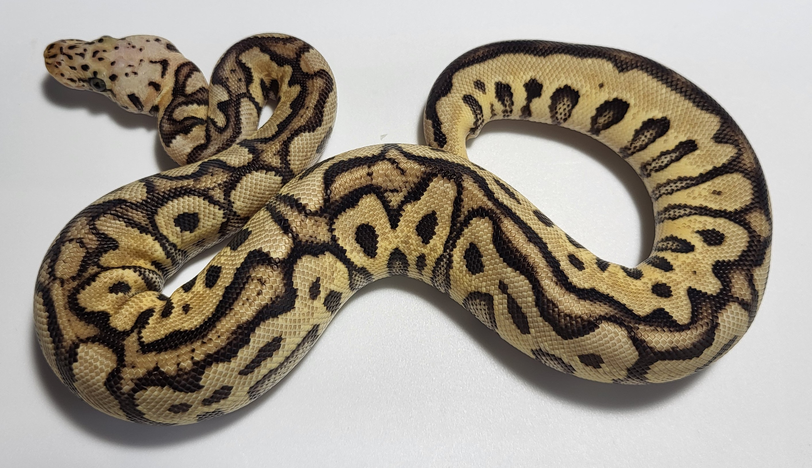 Pastel Spotnose Clown