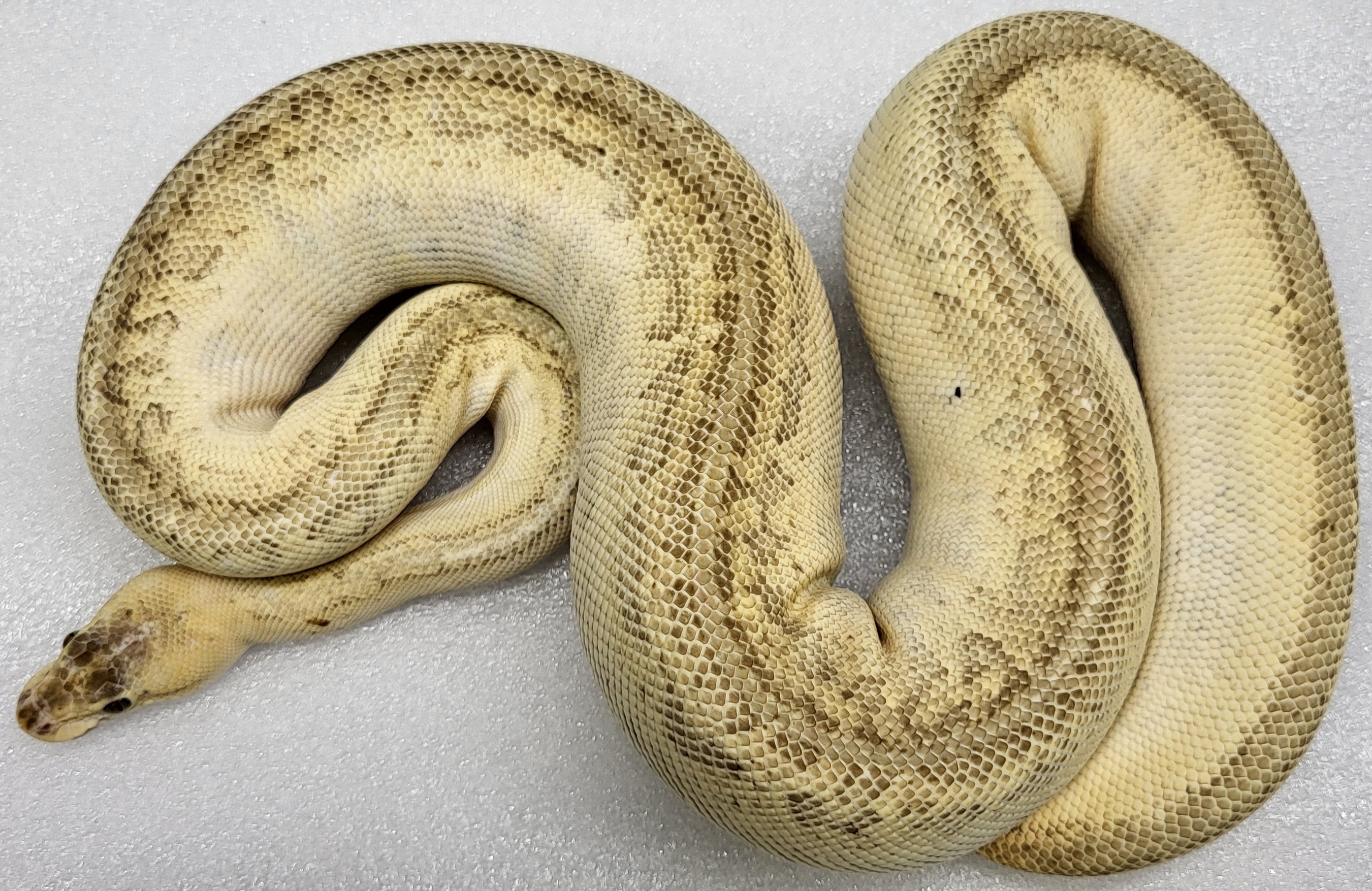 Lesser Leopard Pinstripe Female 