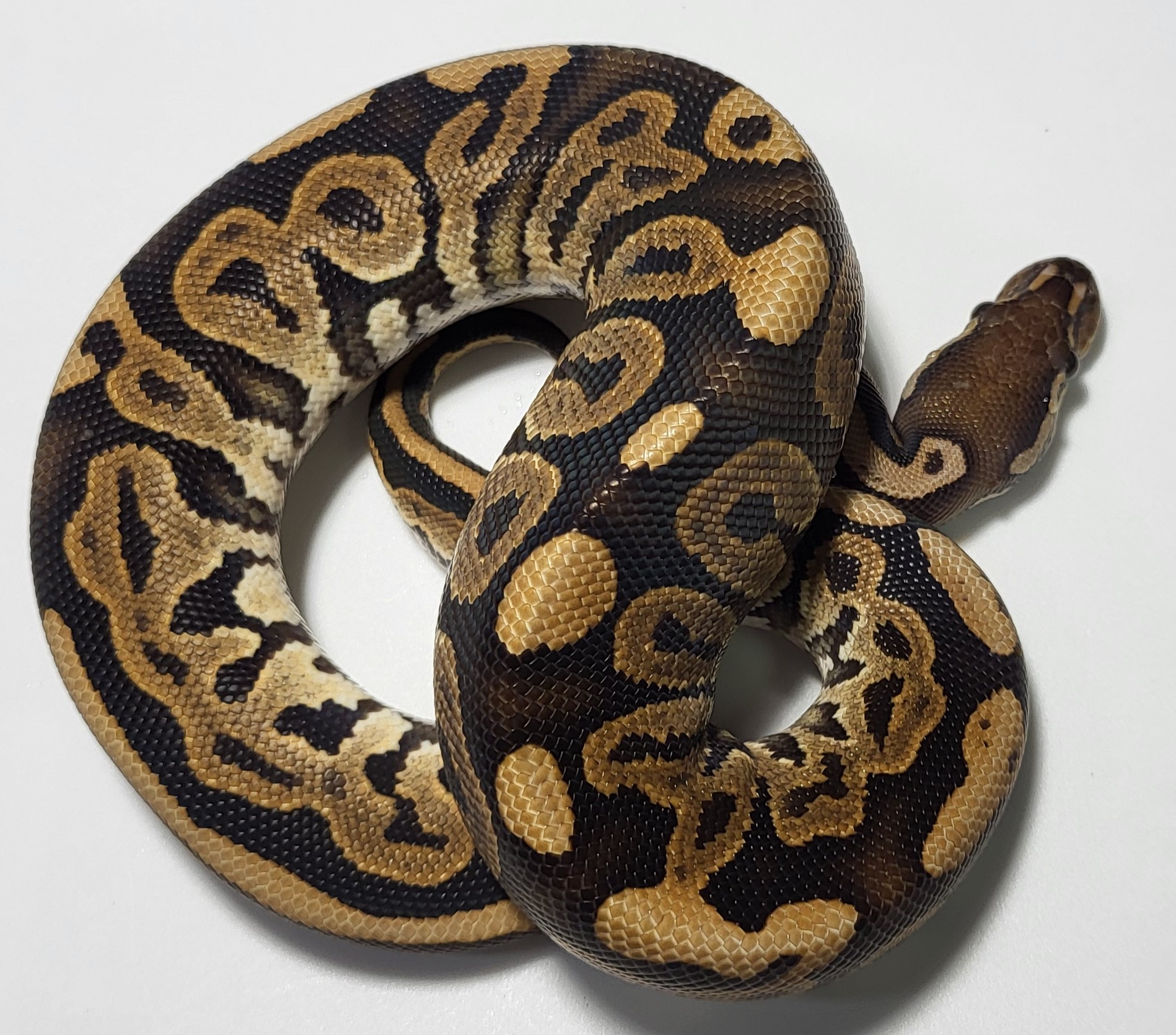 Black Pastel het hypo 